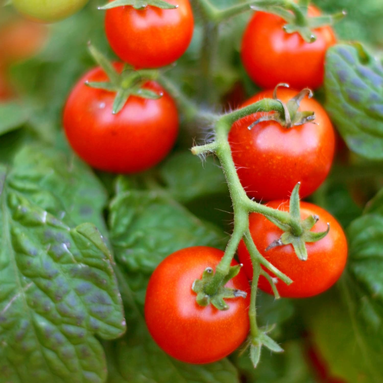 Are Tomato Leaves Actually Poisonous? | The Kitchn