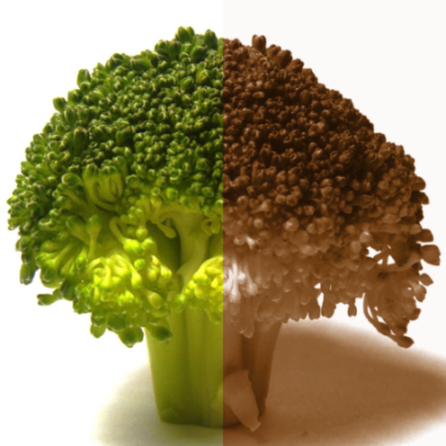 What If Broccoli Turns Brown?  