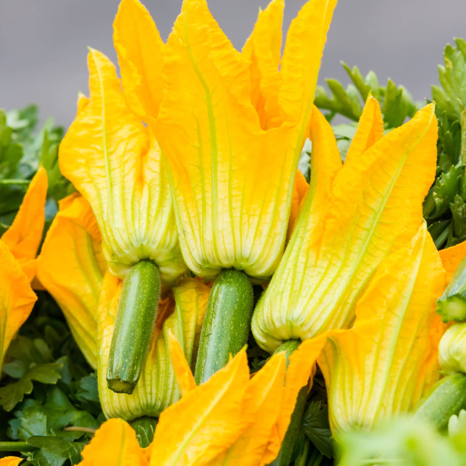 What You Need To Know About Squash Blossoms The Flower We Love To