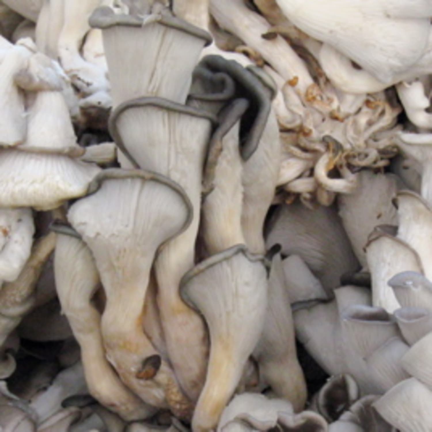 Survey: Do You Wash Mushrooms Before Cooking Them? | Kitchn