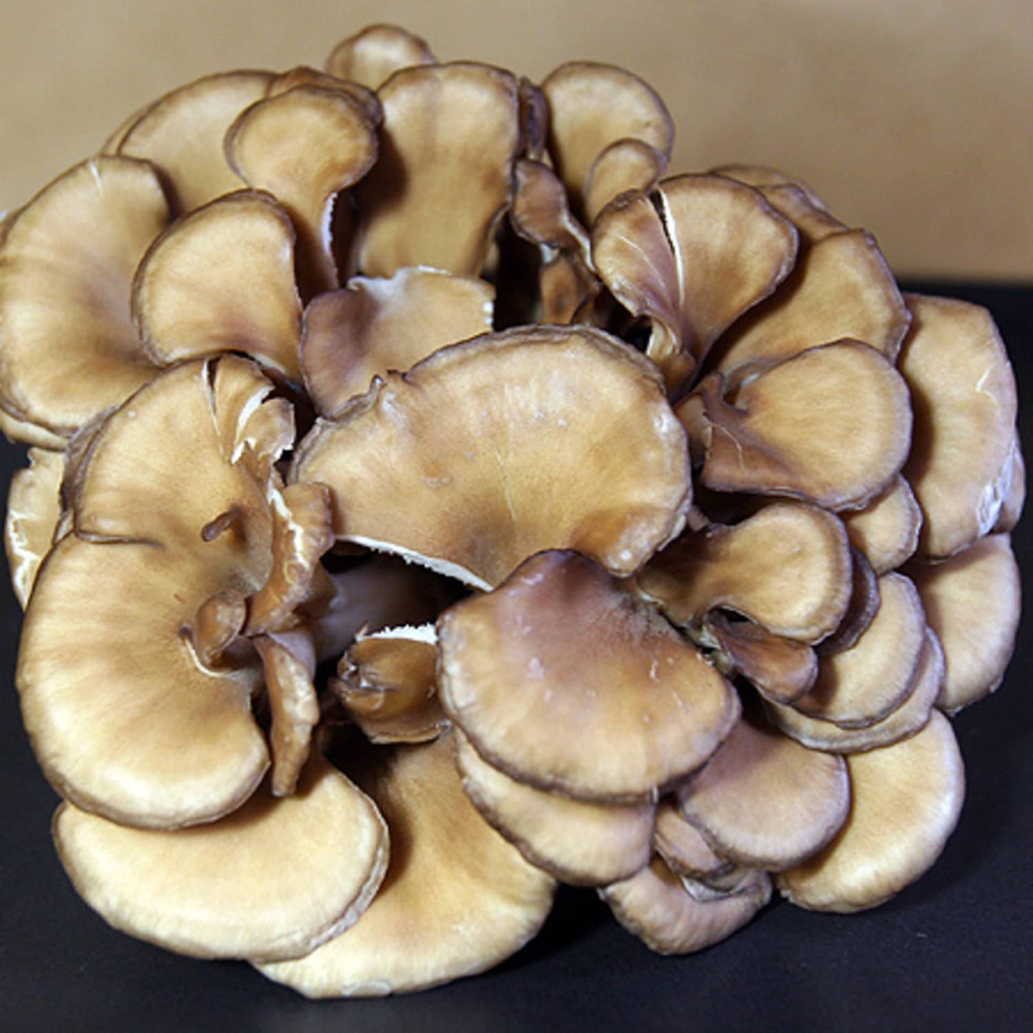 Ingredient Spotlight Maitake Mushroom A K A Hen Of The Woods Kitchn