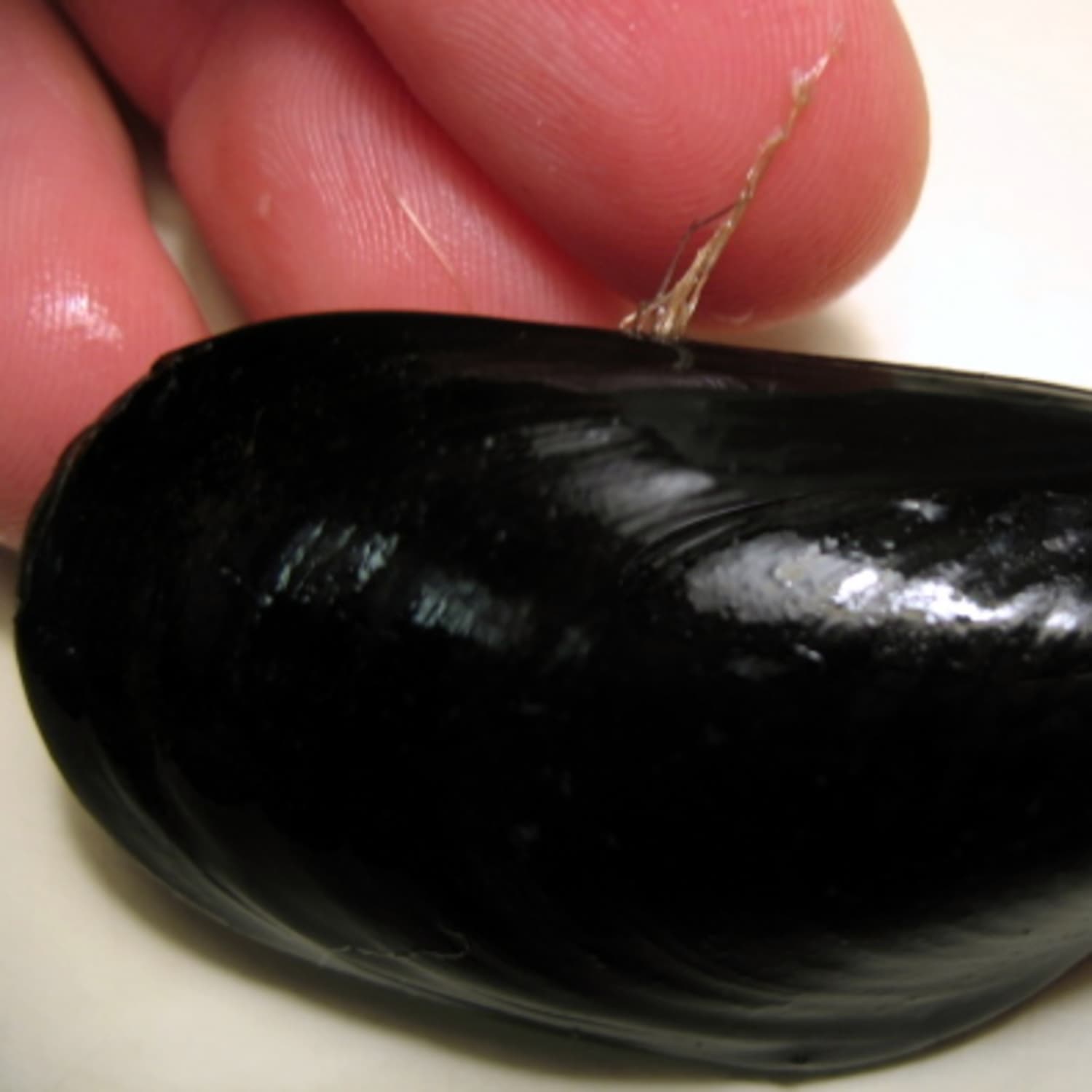 How To Clean And Debeard Mussels | Kitchn