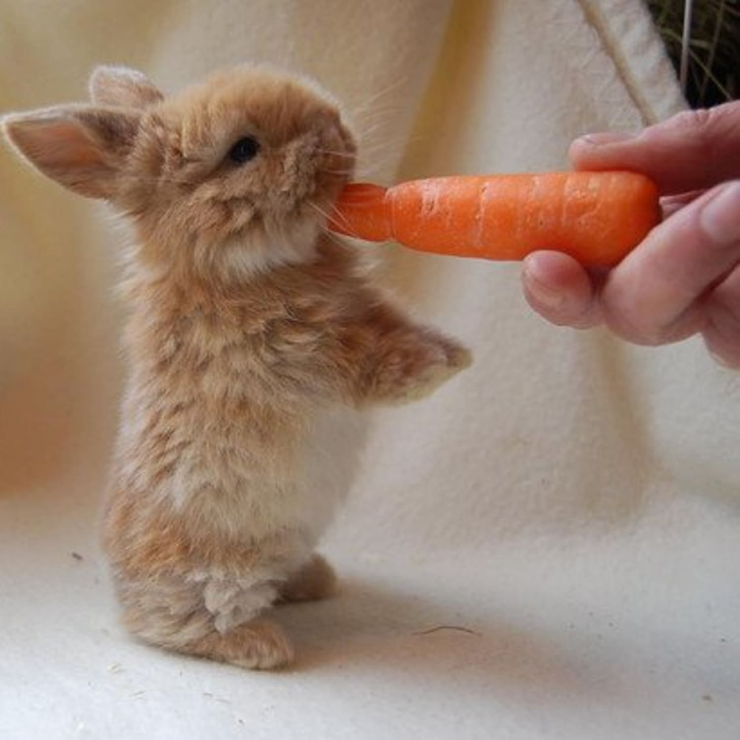 10 Baby Animals Who Really, Really Love Their Vegetables | The Kitchn