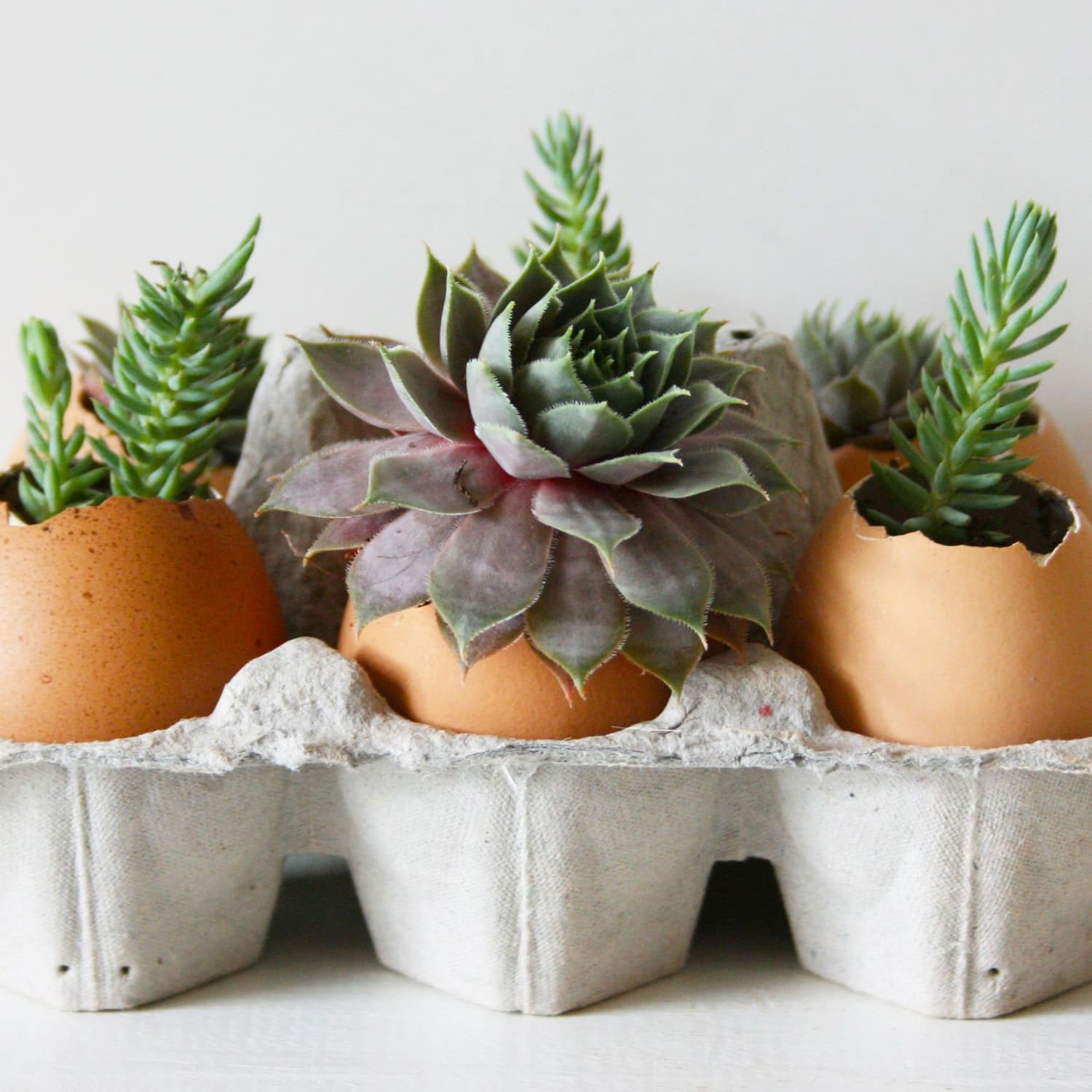 She Shed: DIY Giant Shell with Succulents - Finding Silver Pennies
