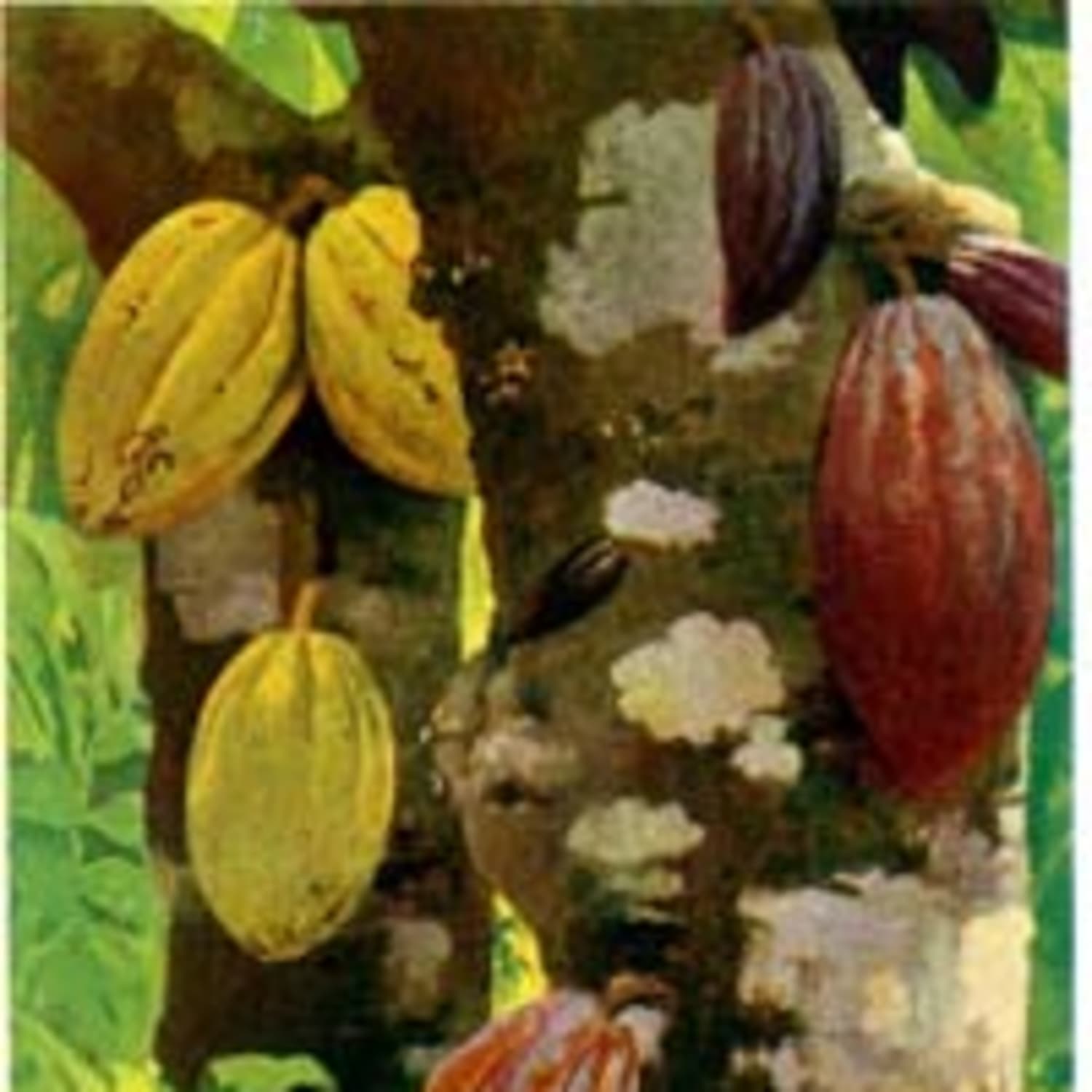 Word Of Mouth Cacao Kitchn