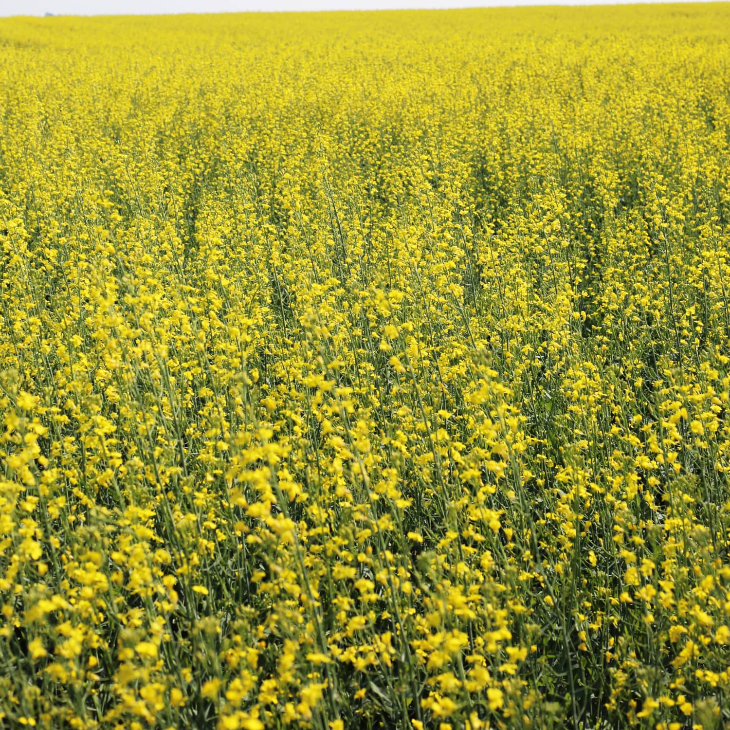 What S The Difference Between Canola And Rapeseed Kitchn Grinding and mixing the seeds with water, vinegar or other liquids, creates the yellow condiment known as mustard. what s the difference between canola