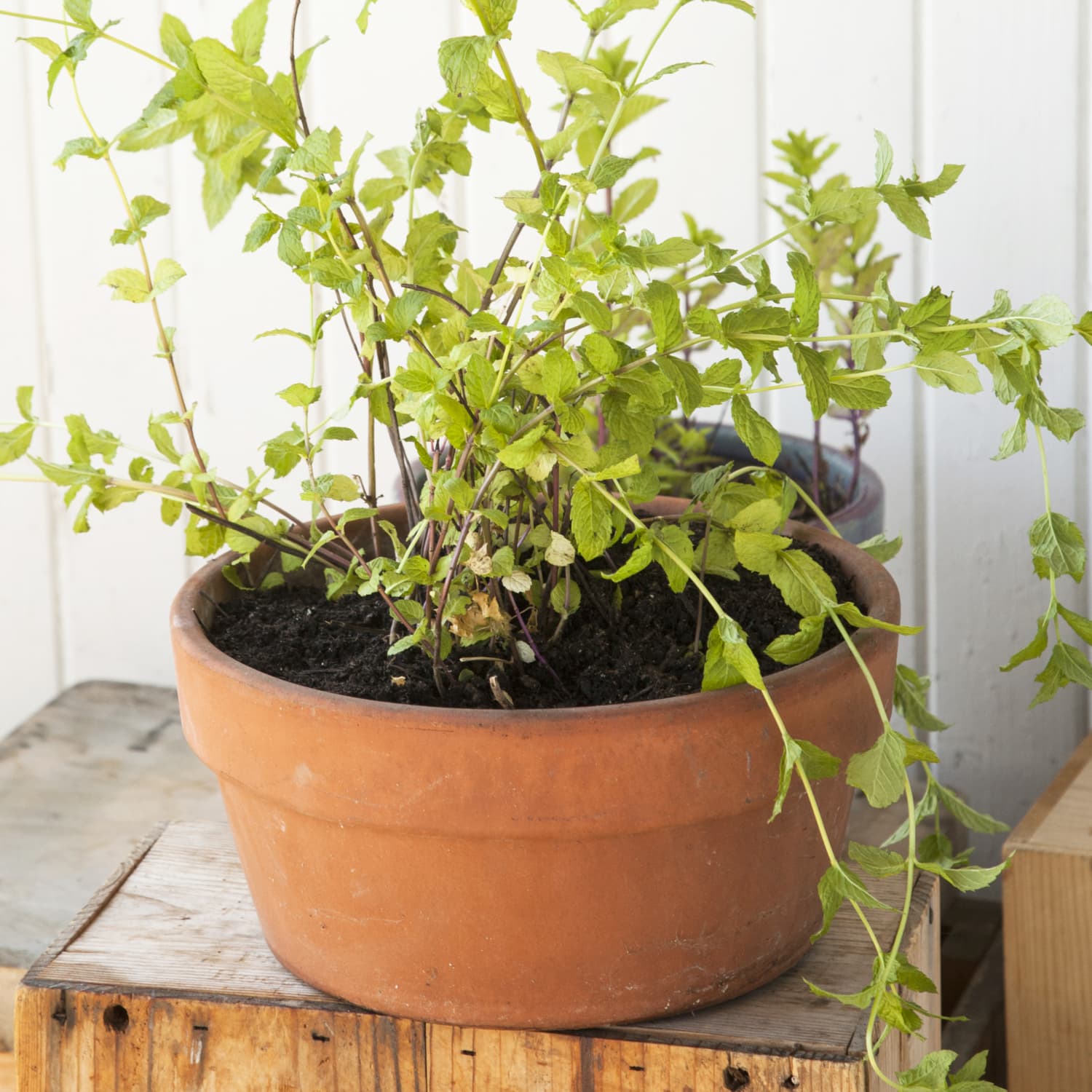 house plants that purify the air Buy Best 6 Air Purifying Indoor Plants Pack online from Nurserylive at  lowest price