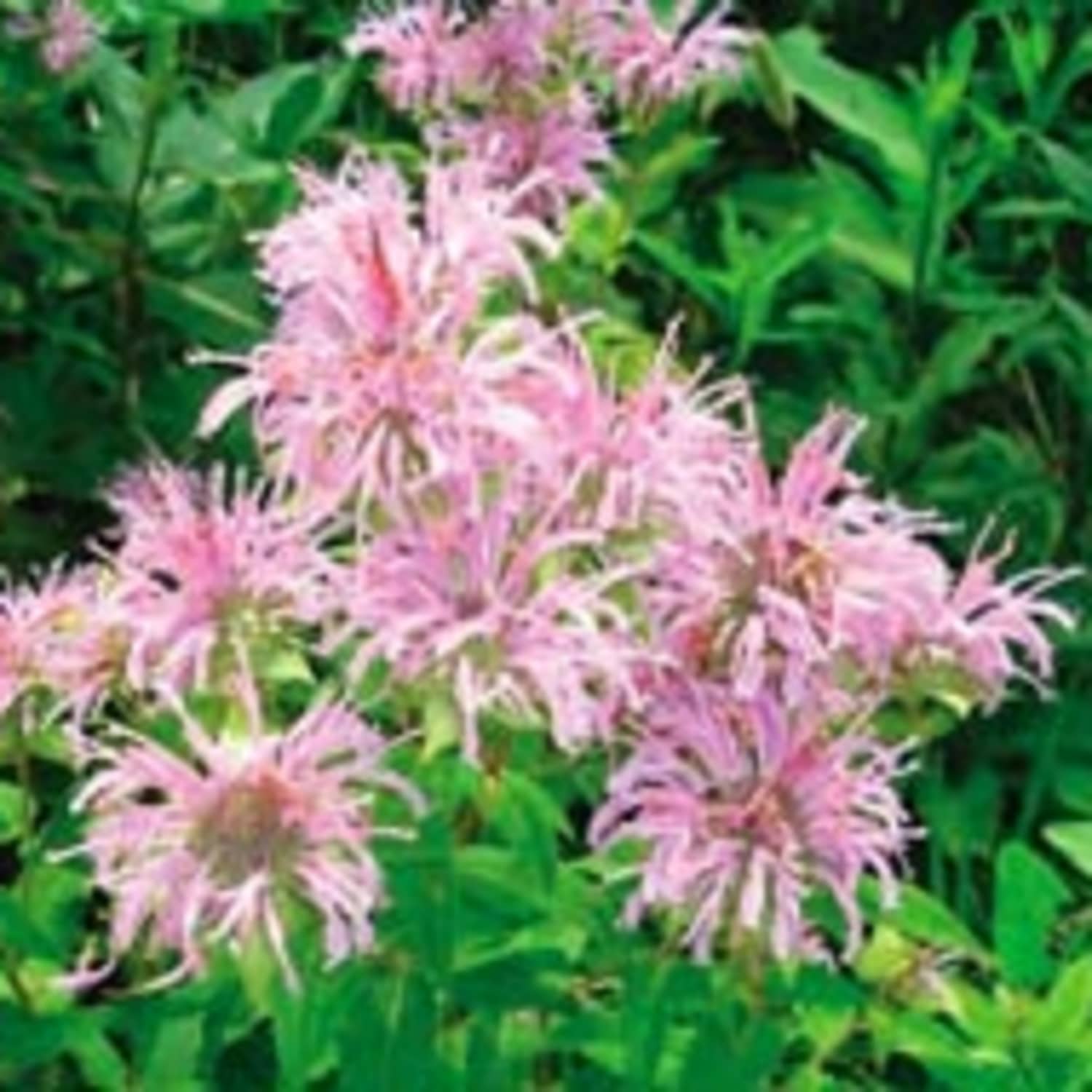 What Can I Do With The Bergamot Herb Kitchn