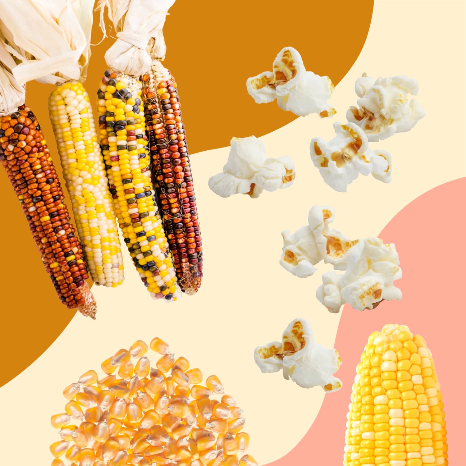 Types of Corn A Guide to the 3 Main Kinds The Kitchn