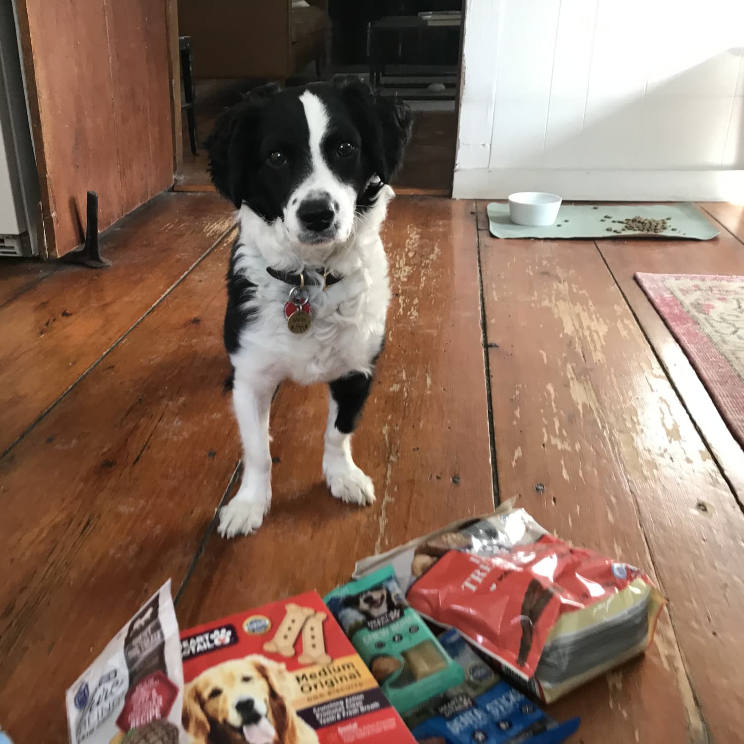 Aldi grain free hot sale dog food price