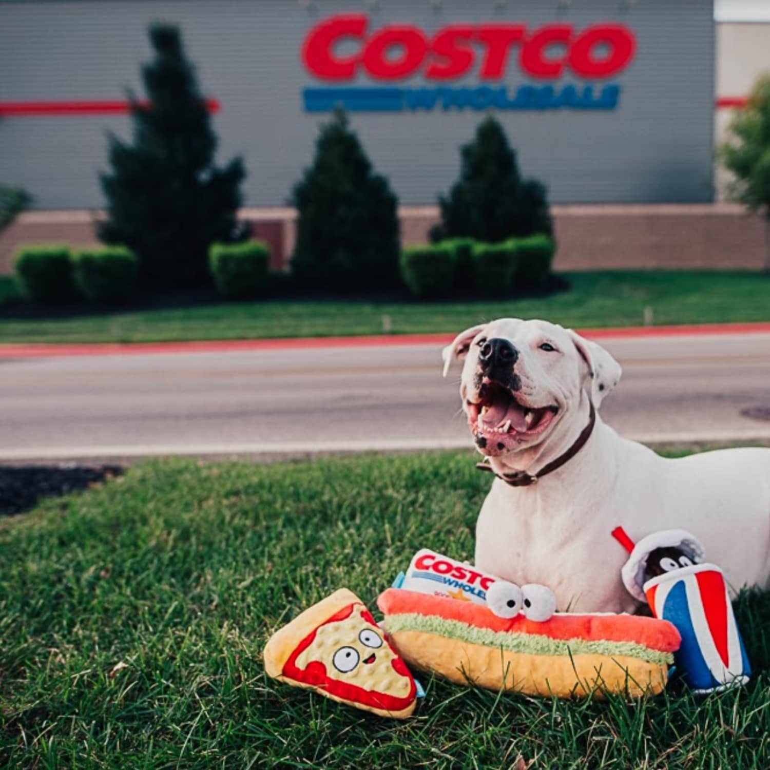 Your Dog Deserves This Painfully Cute Set of Costco Food Court Plush Toys The Kitchn