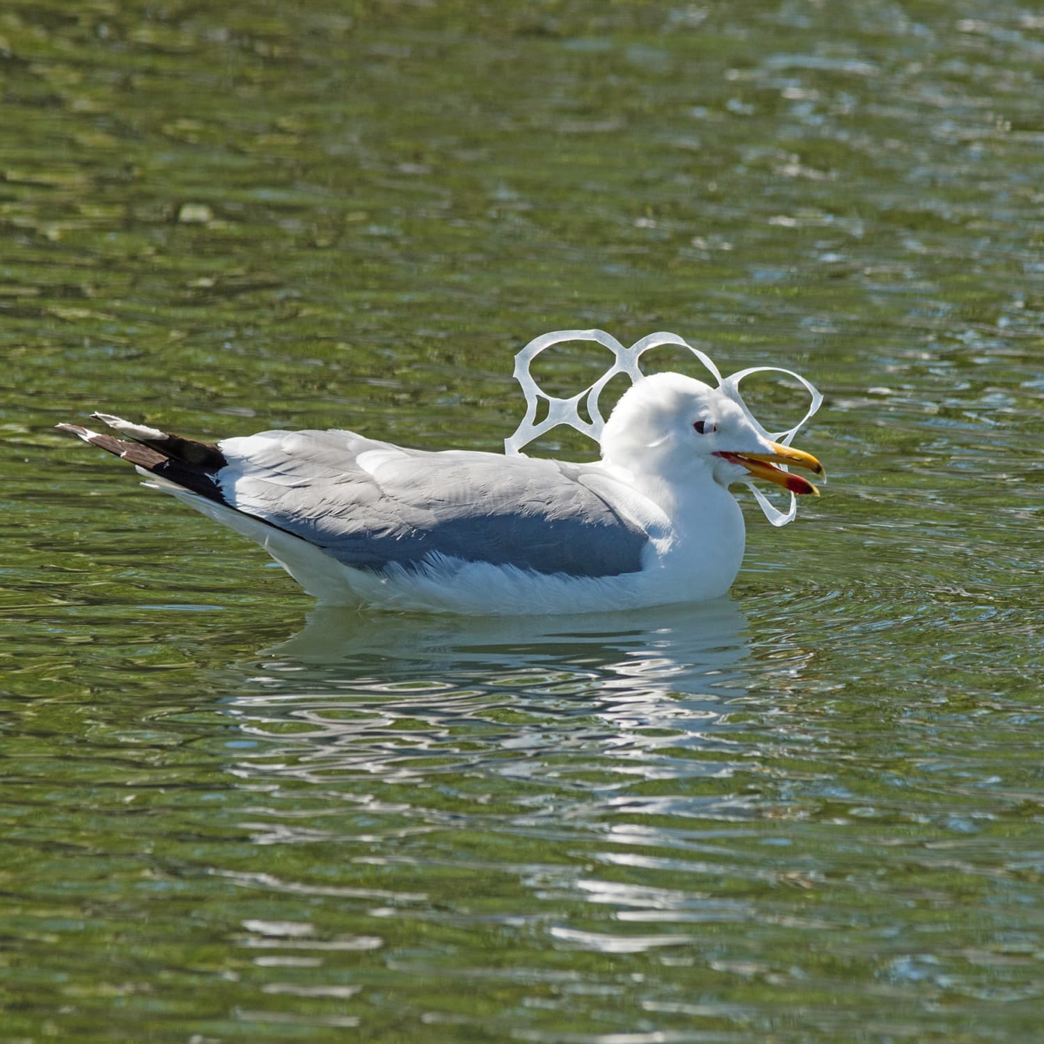 Top 173+ Plastic six pack rings animals