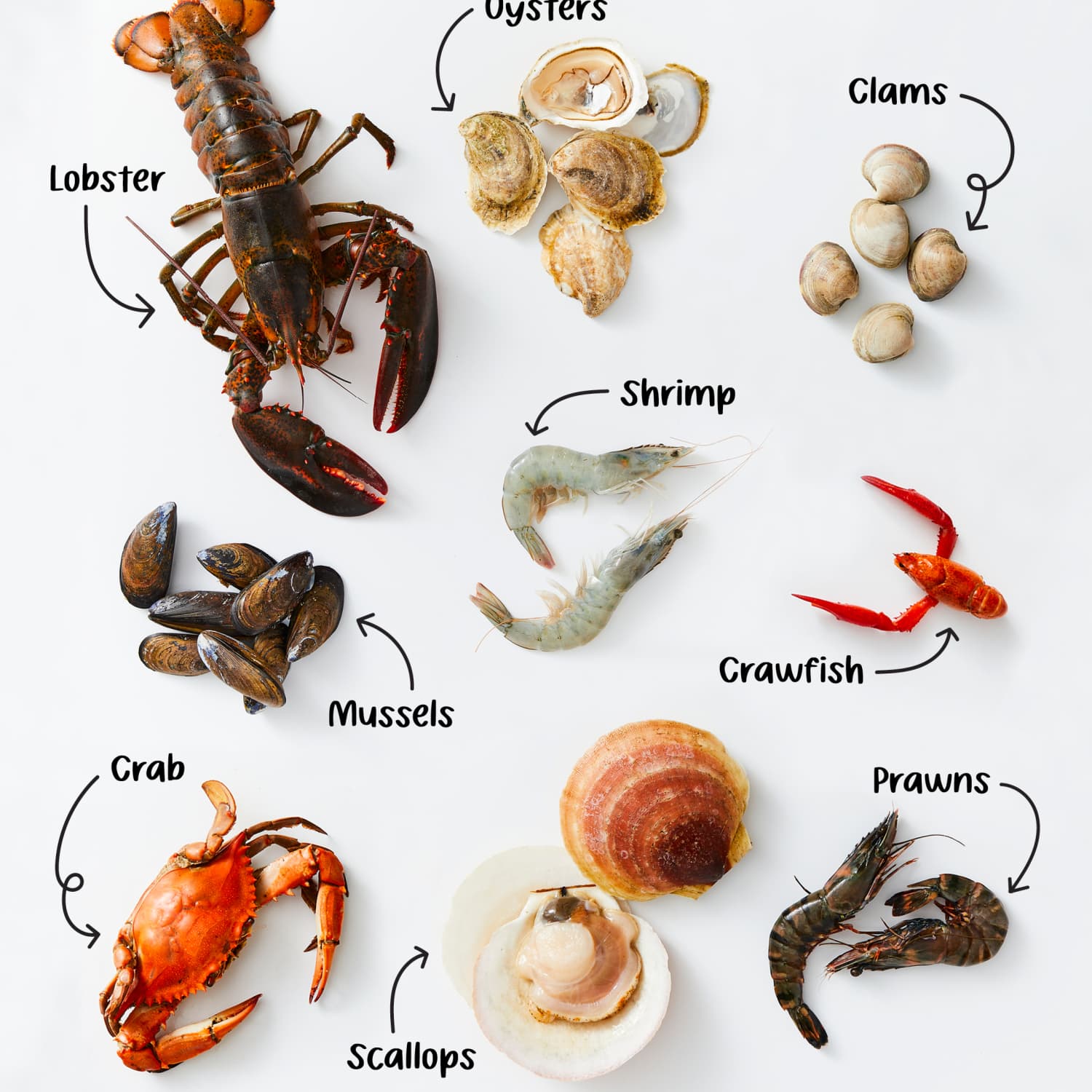 Types of shellfish new arrivals