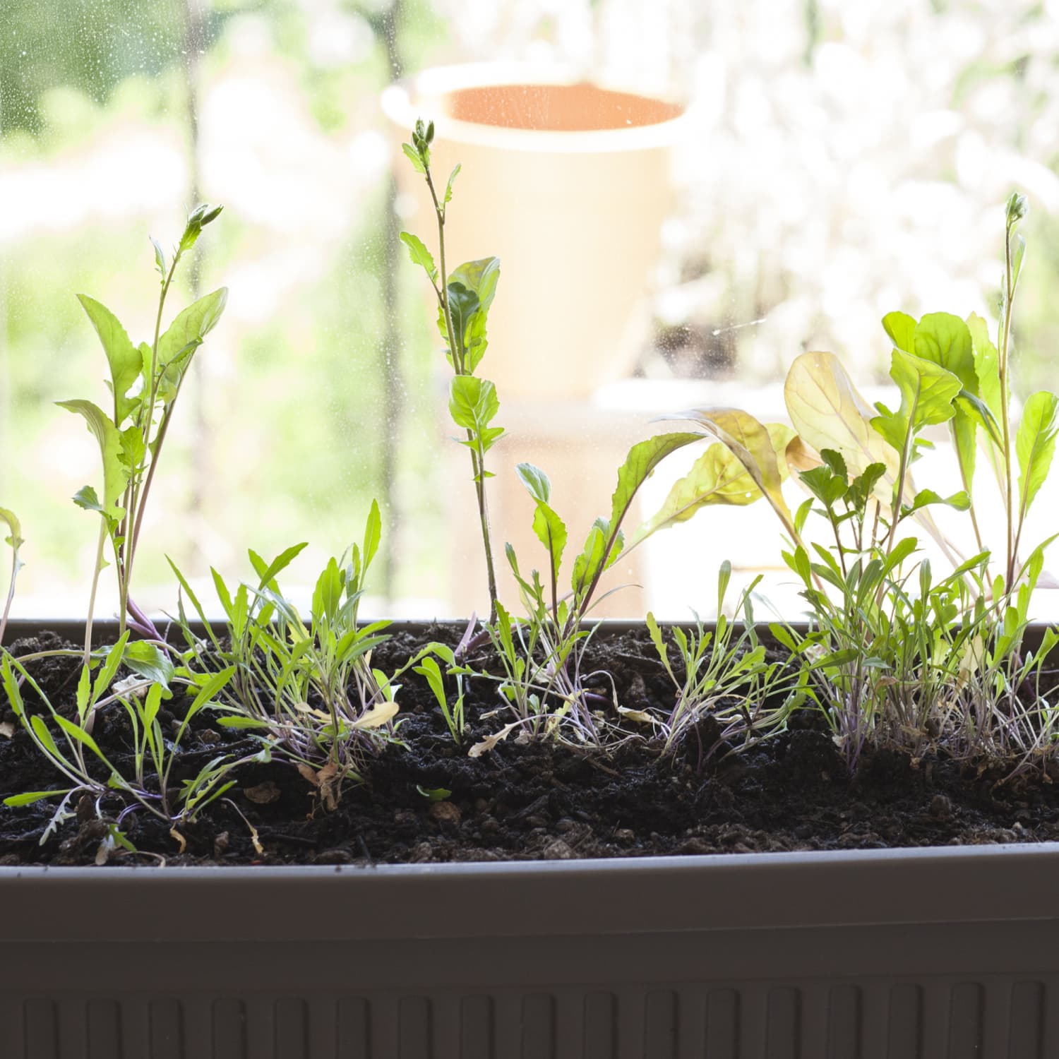 Planting arugula store