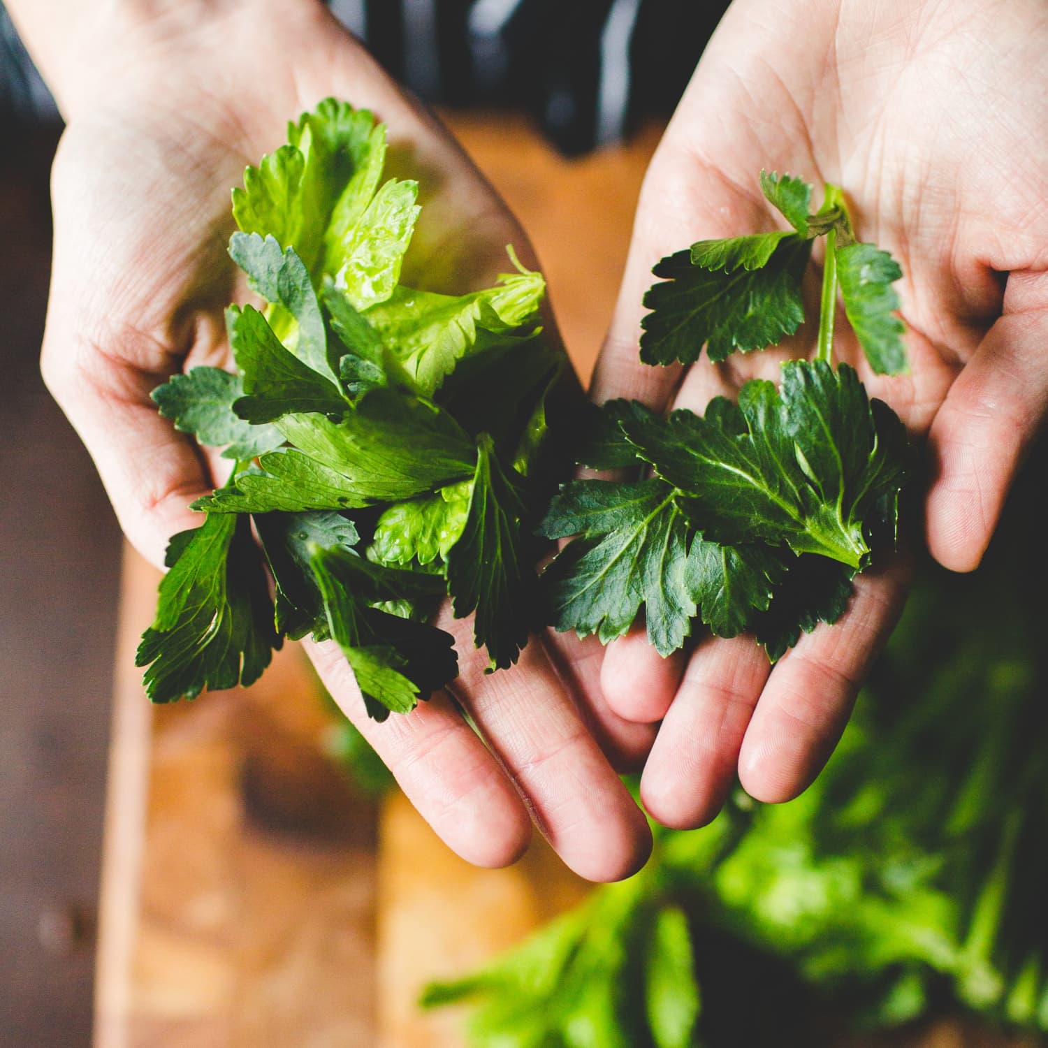 6 Reasons Celery Leaves Deserve Far More Attention The Kitchn