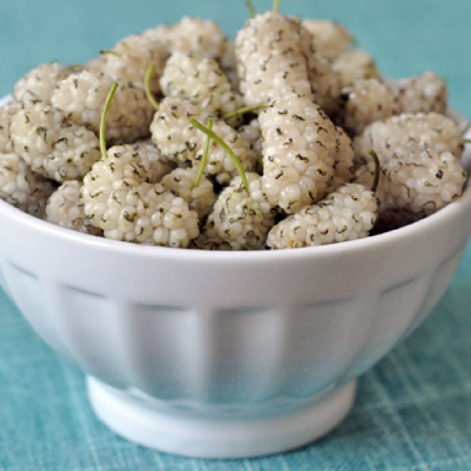 White mulberry sale