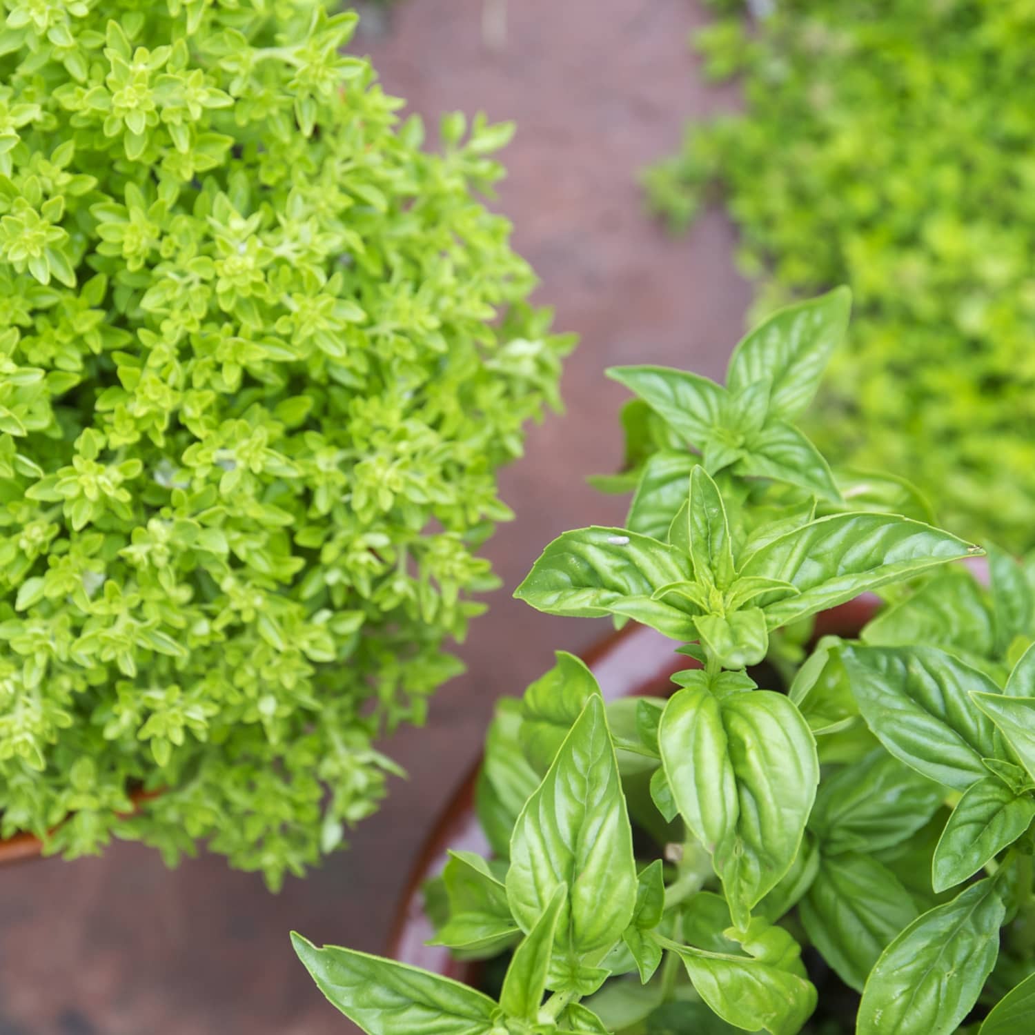 How to Grow Basil in a Container Herb Garden The Kitchn