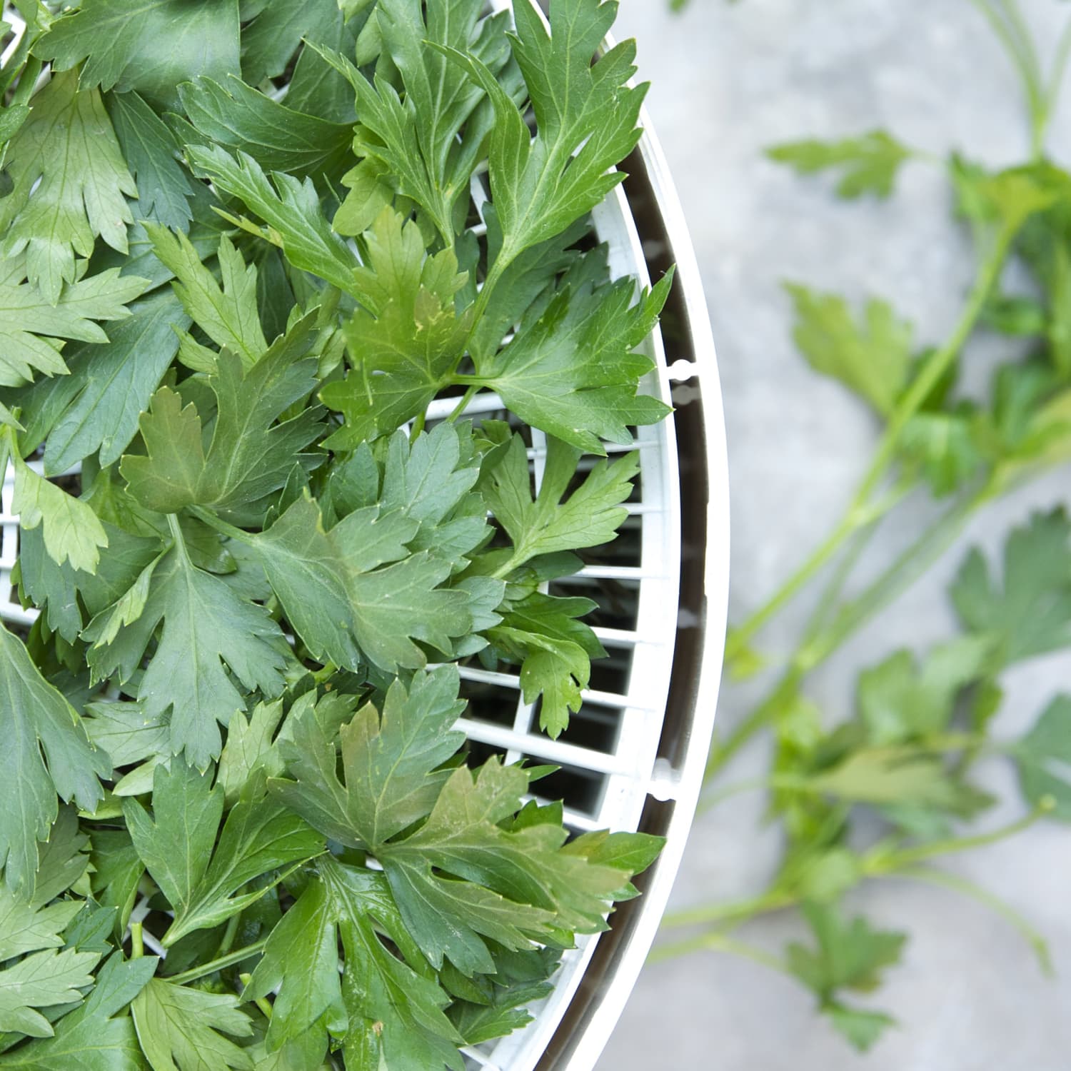 24+ Why Is My Cilantro Wilting