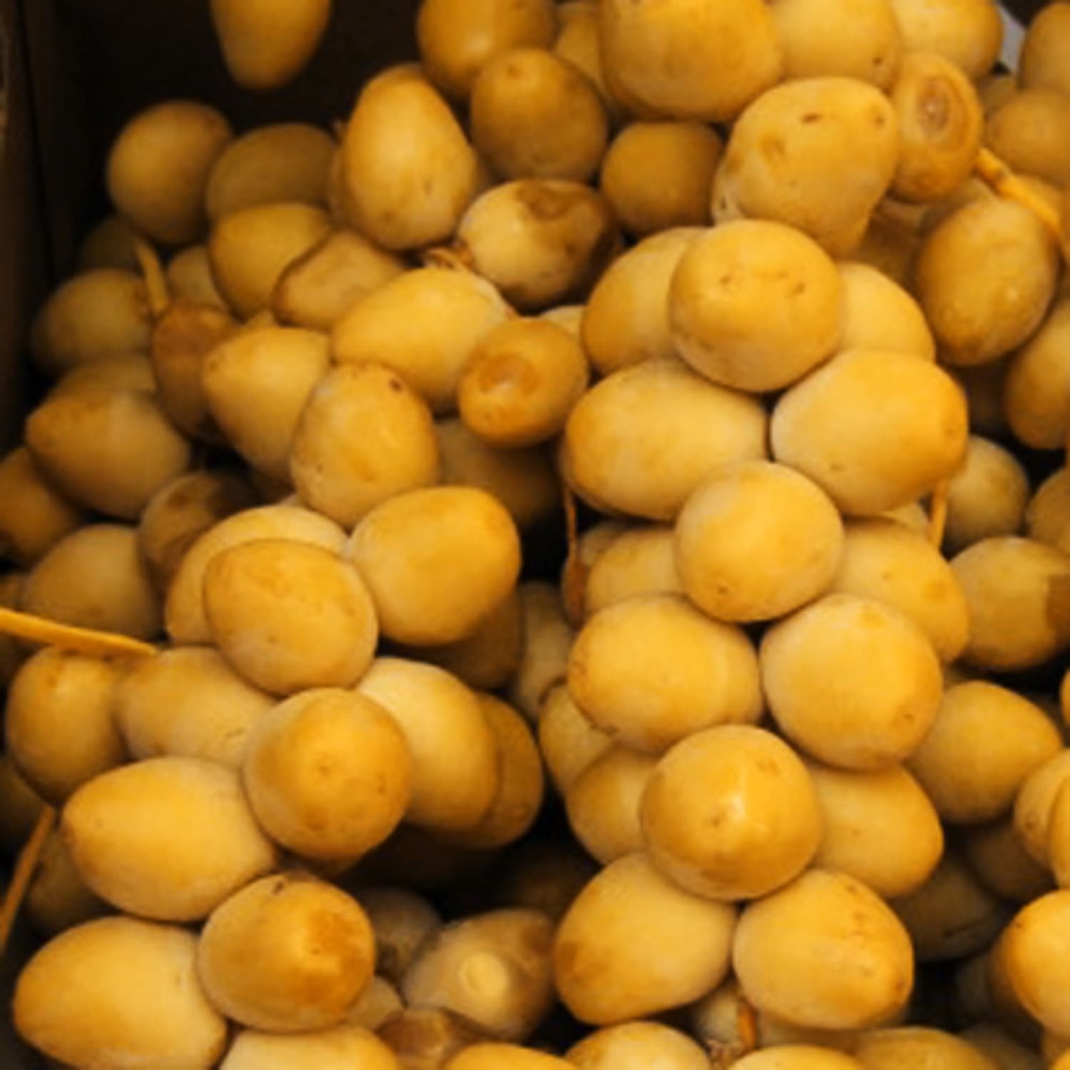 Fresh dates on sale