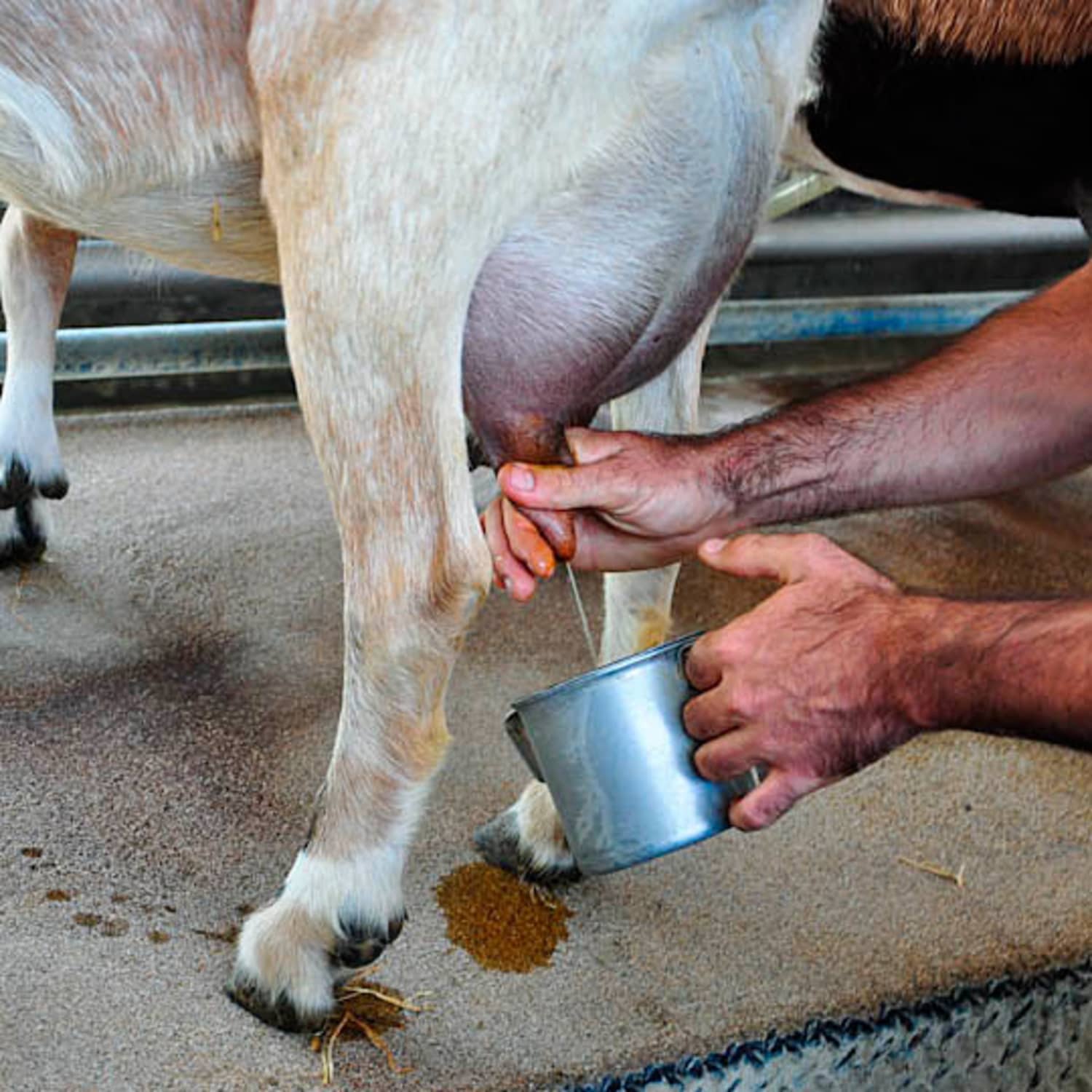 Goat milk clearance