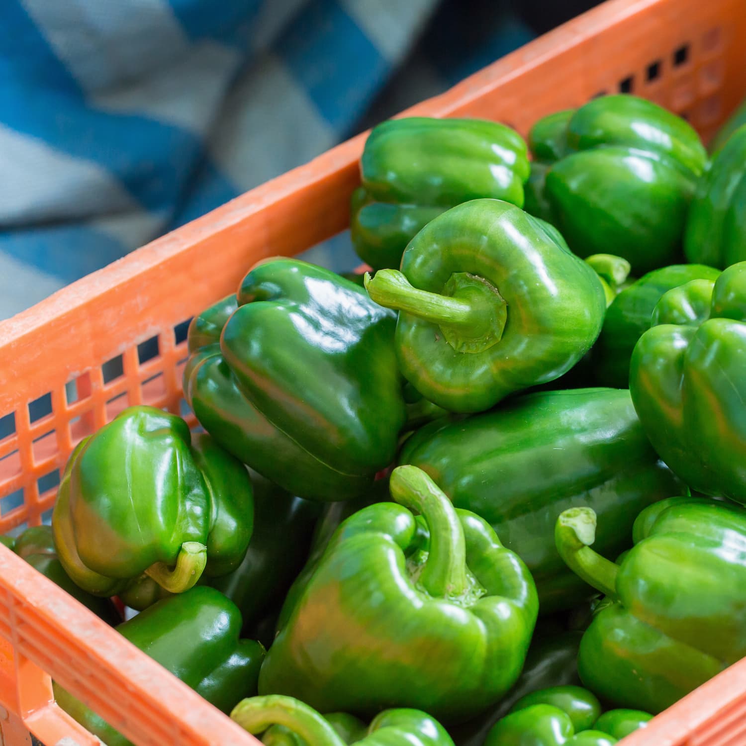 Green bell pepper hotsell