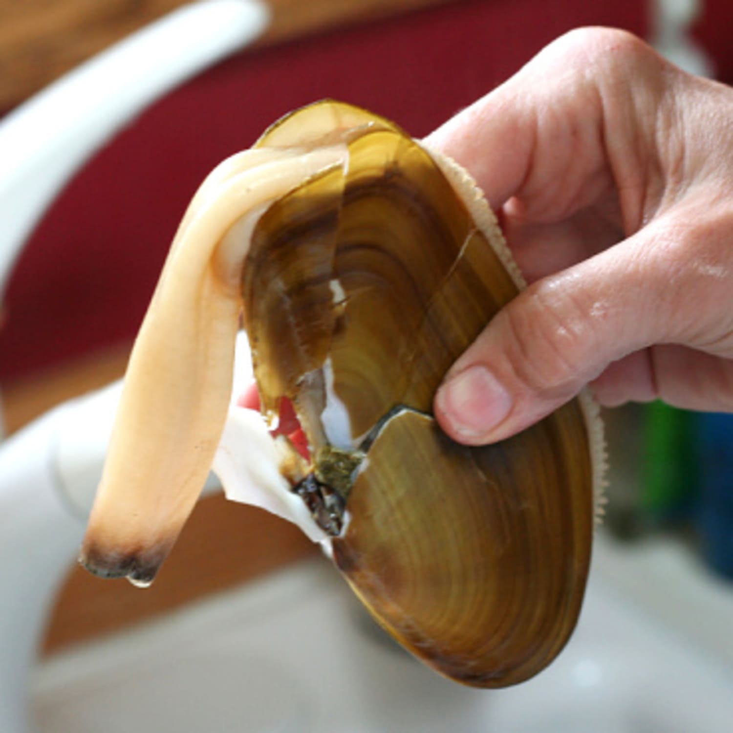 Soft shell hot sale clam