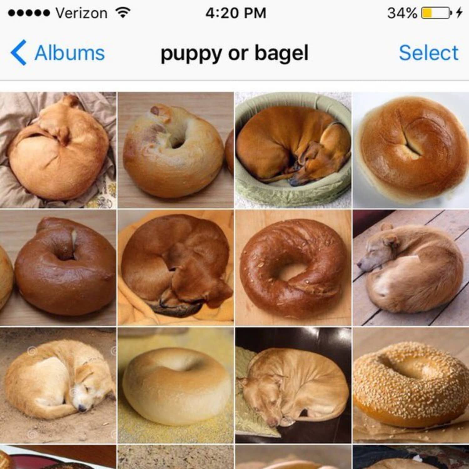 Can dogs have bagels top
