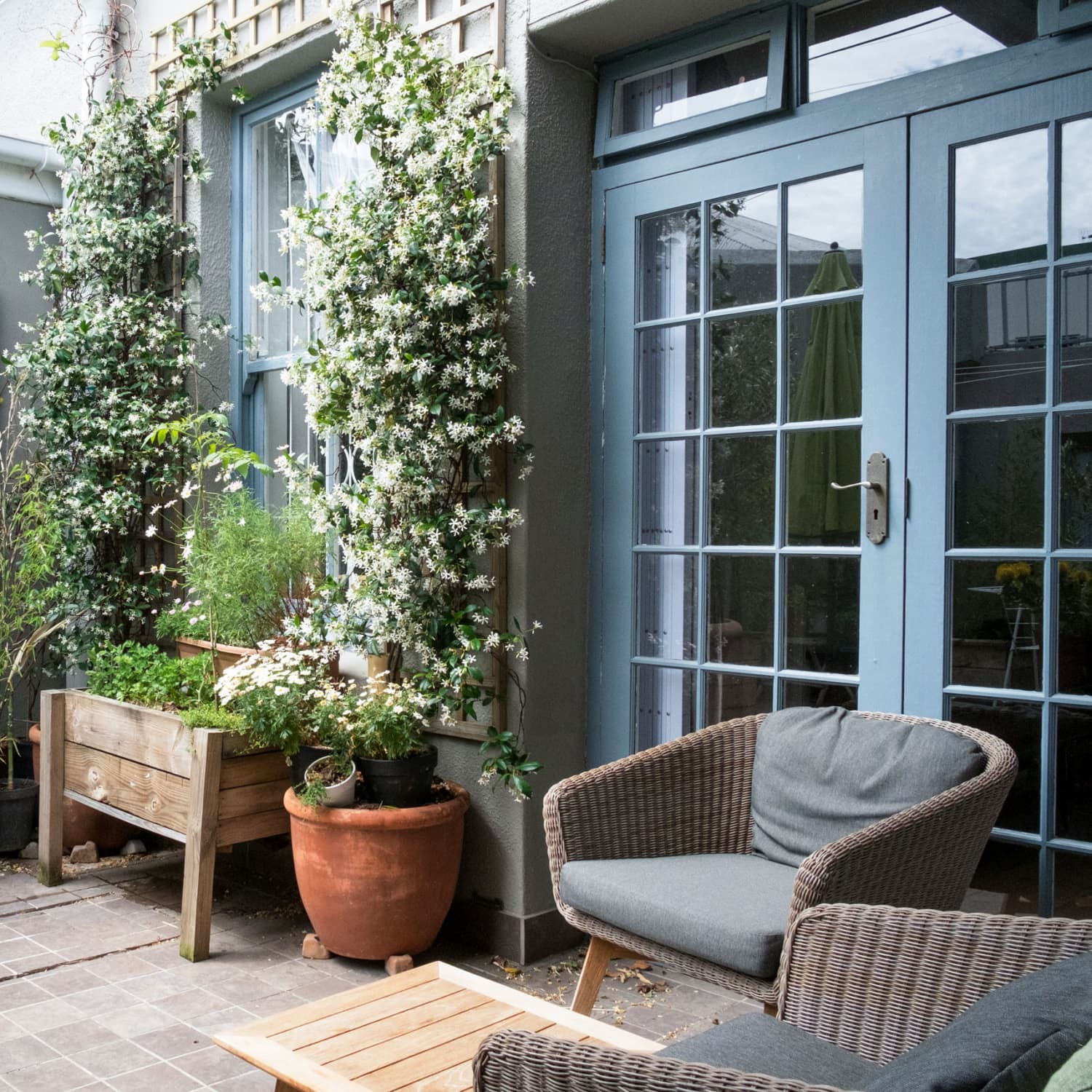 Plants That Repel Mosquitoes - Natural Insect Repellent | Apartment Therapy
