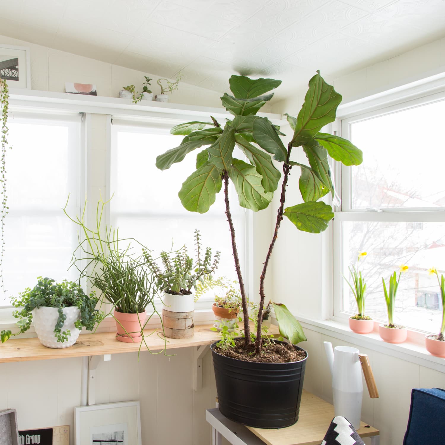 String Of Pearls Plant Care How To Grow Maintain String Of