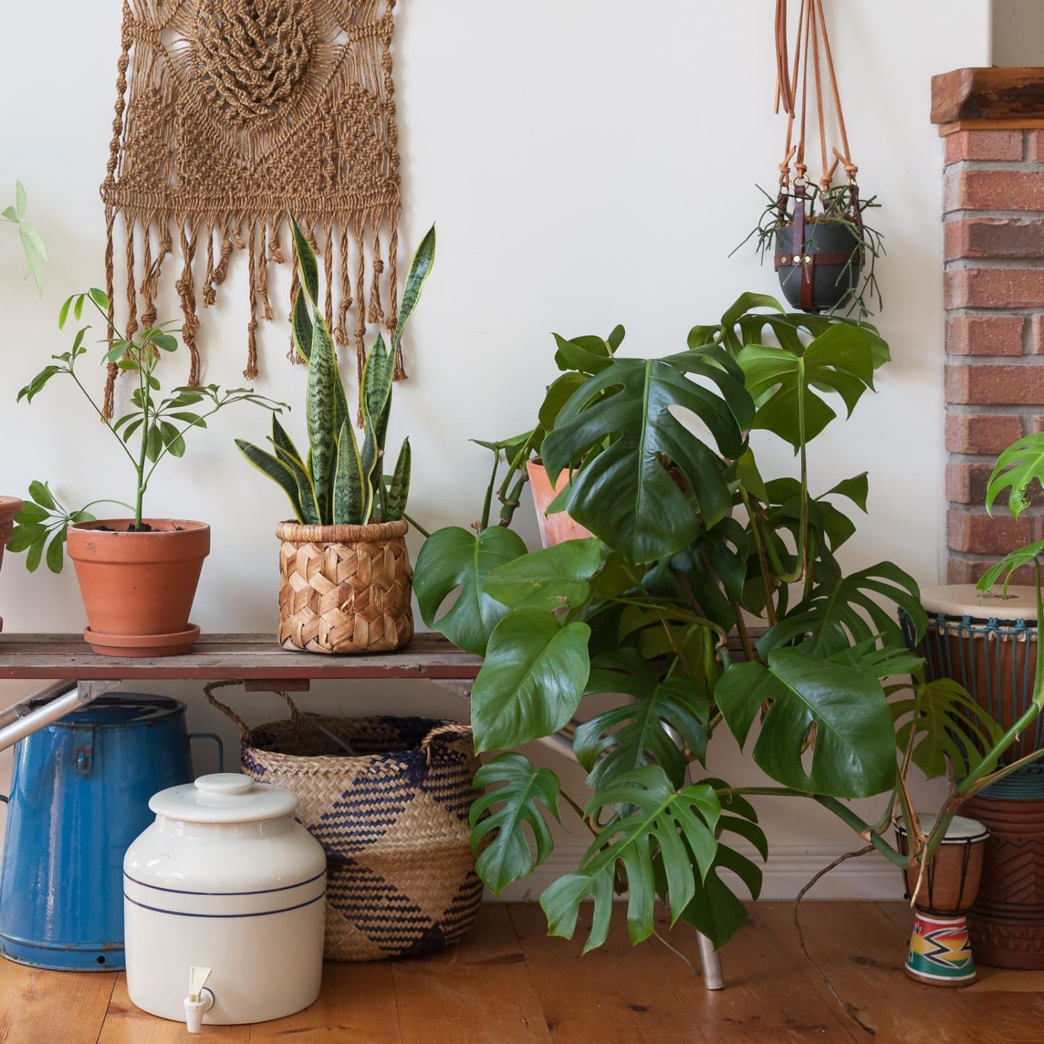 large money tree plant