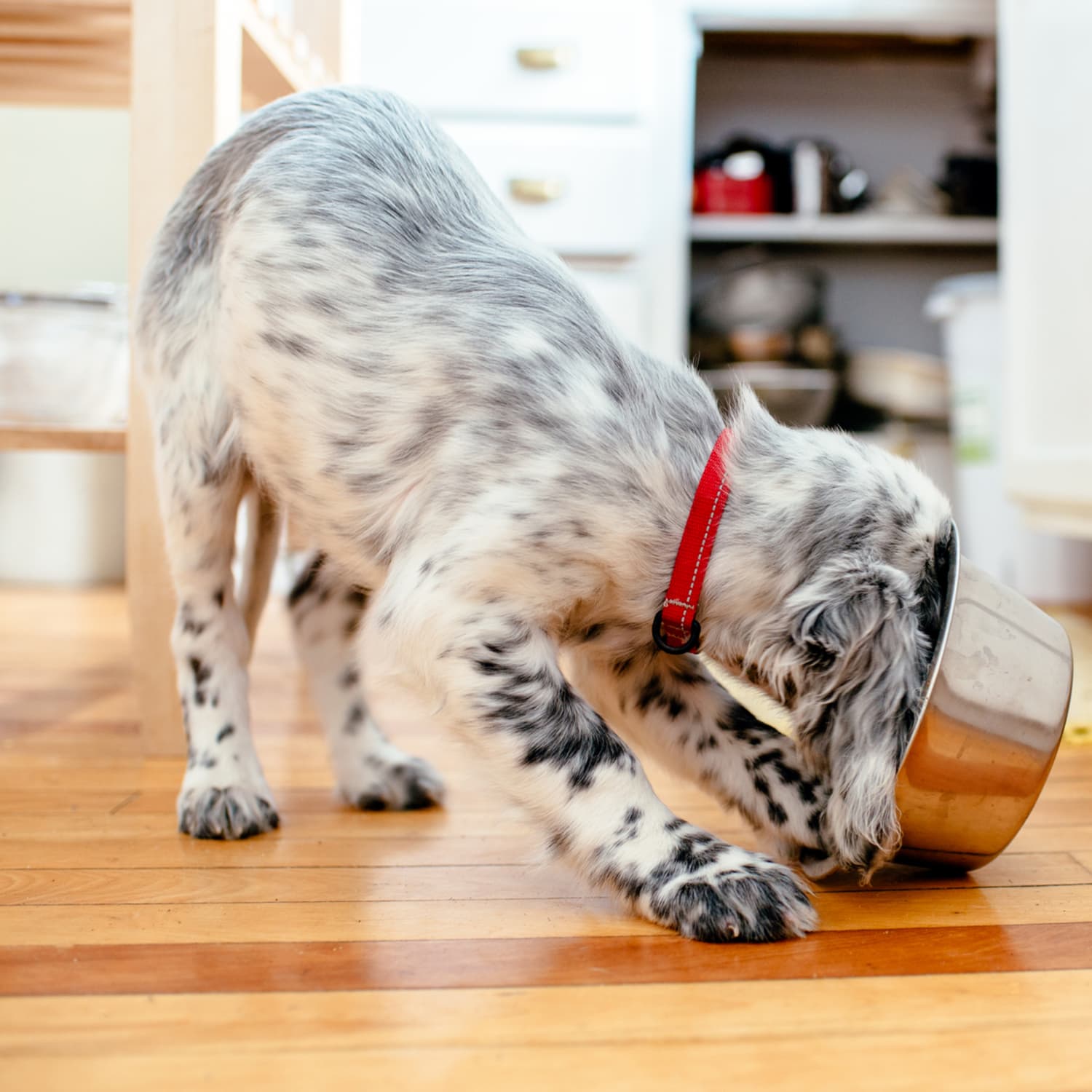 How Often The Best Way To Wash Pet Bowls Kitchn