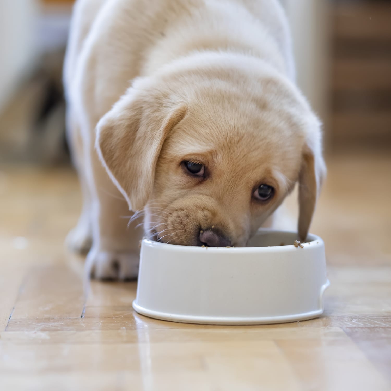 WeatherTech's Feeding System Improves Mealtime for Pets