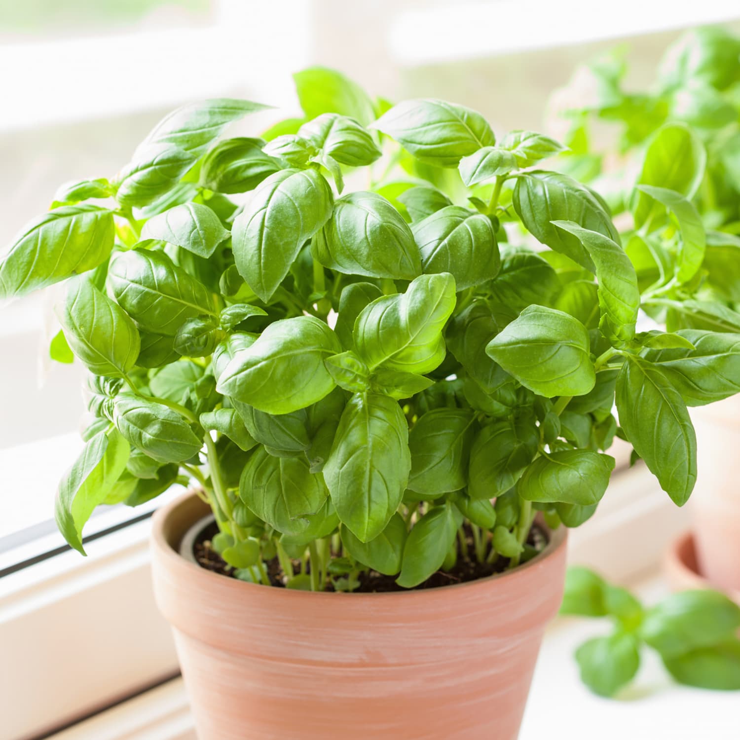 Basil: The Ultimate Guide to Growing and Using Fresh Herbs