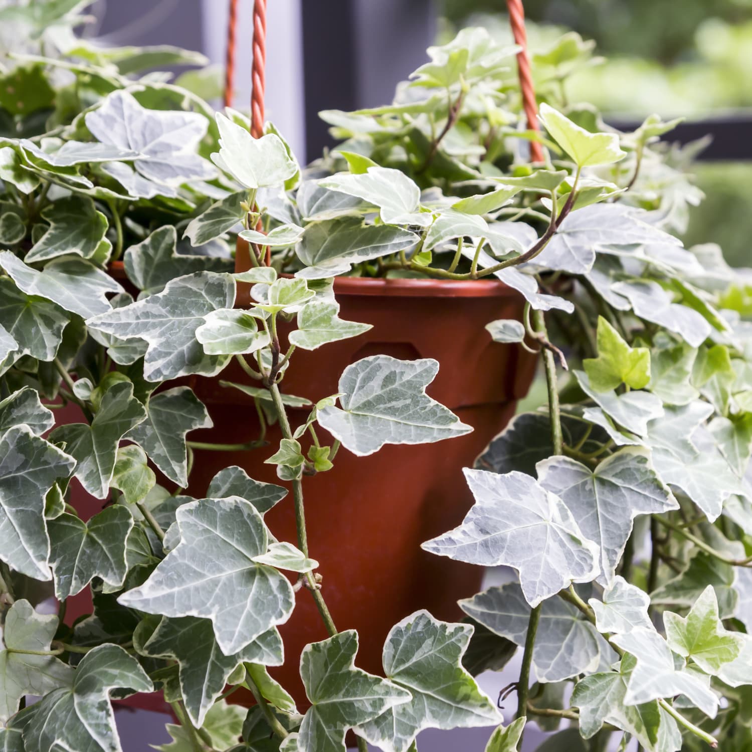 white ivy flower, ivy plant flowers, Stock Photo