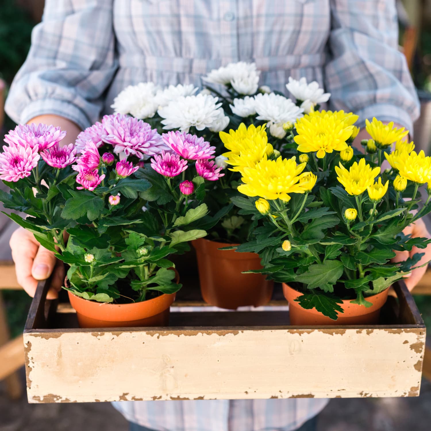 Chrysanthemum, Autumn and winter plant