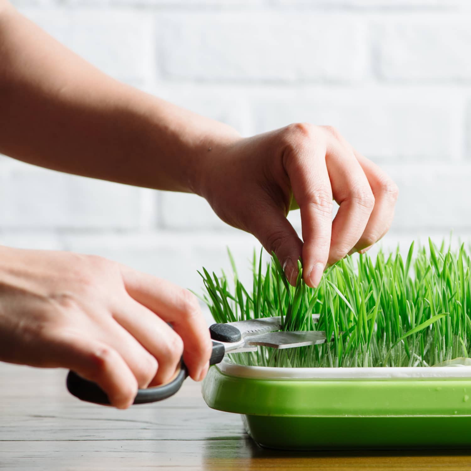 Artificial Grass Plants in Square Clear Glass Pots with Faux Pebbles and Soil, Potted Greenery, Set of 2