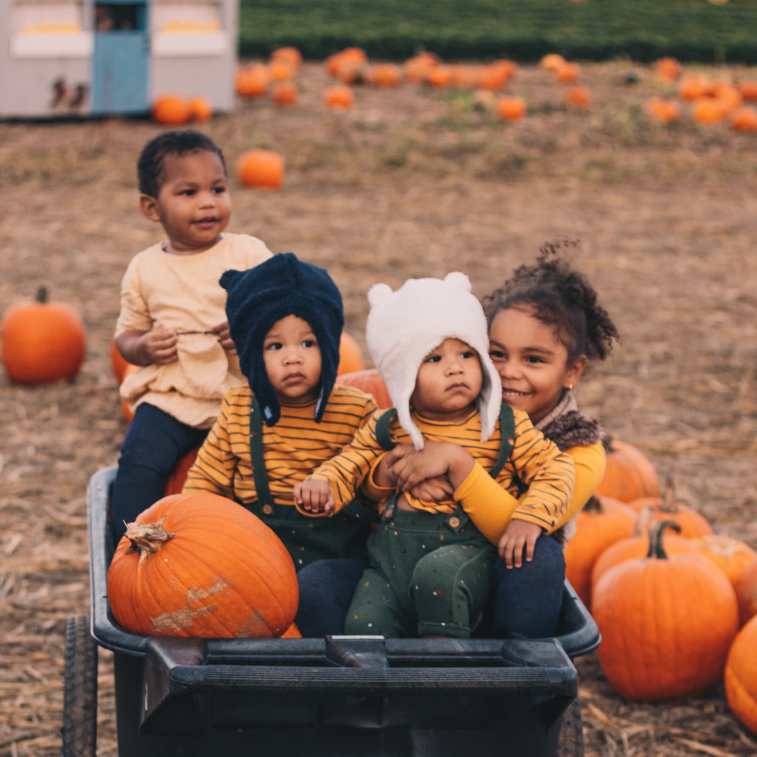 pumpkin picking and petting zoo long island