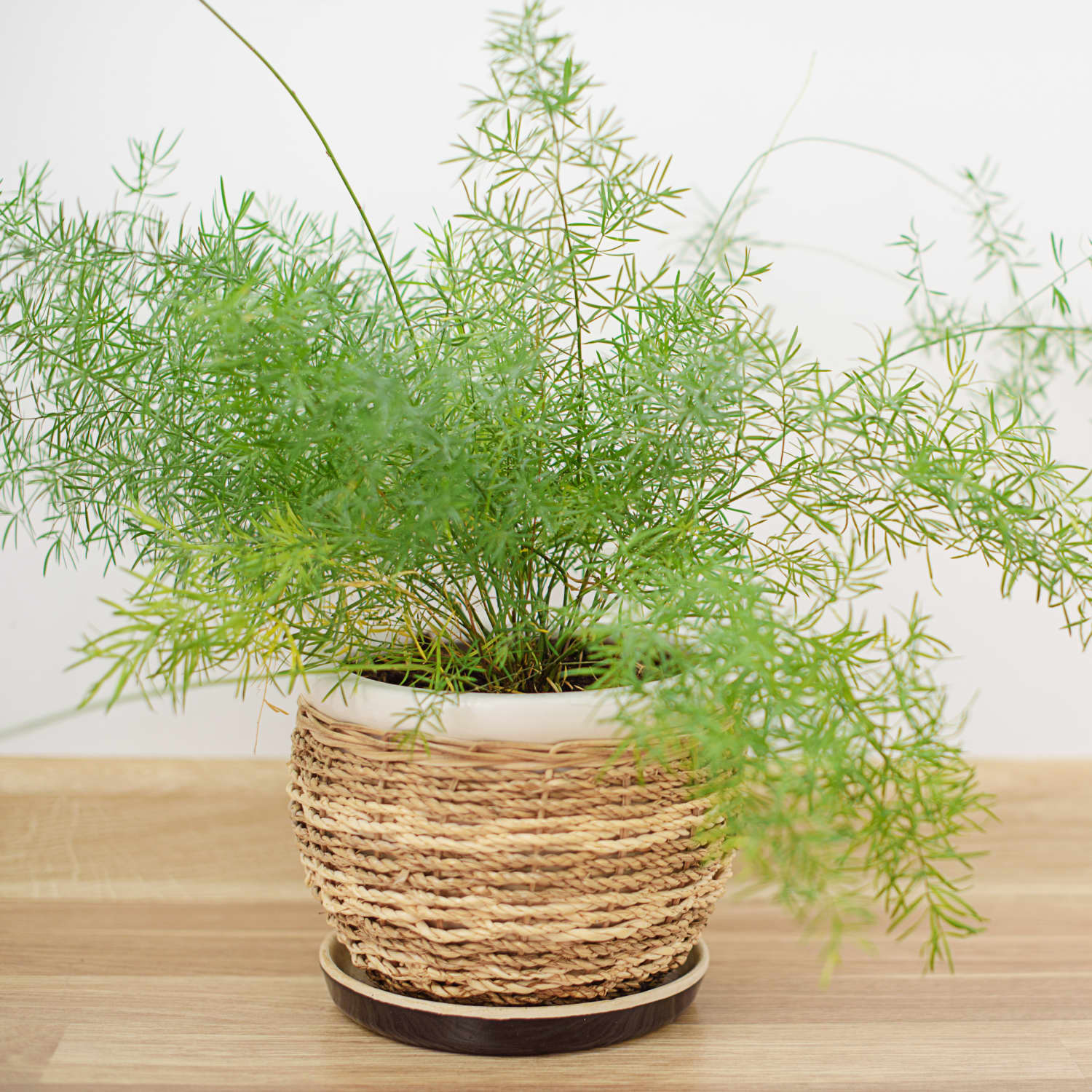 Asparagus Fern Care How To Grow Maintain Foxtail Fern Apartment Therapy
