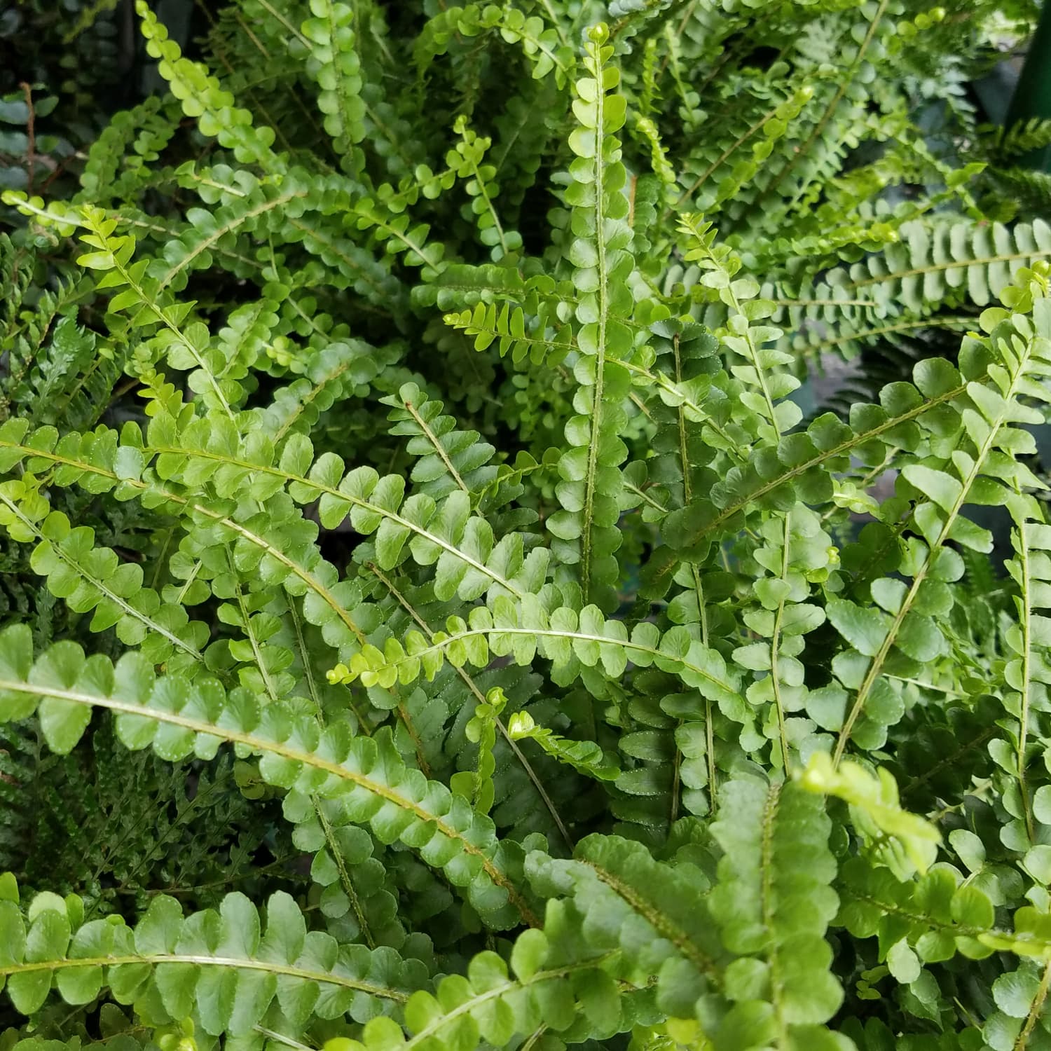 How To Grow Lemon Button Fern Apartment Therapy