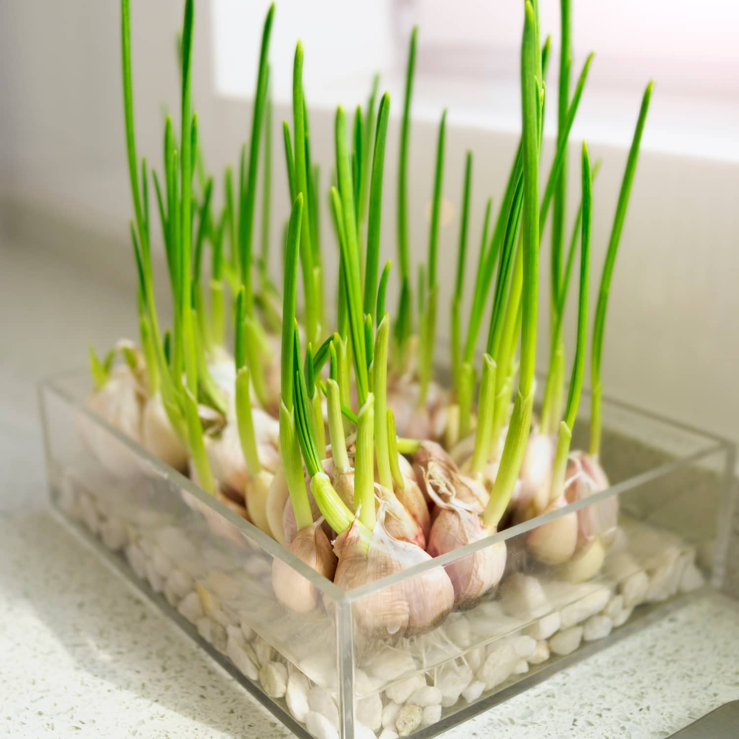 Garlic Grow Bag Kit