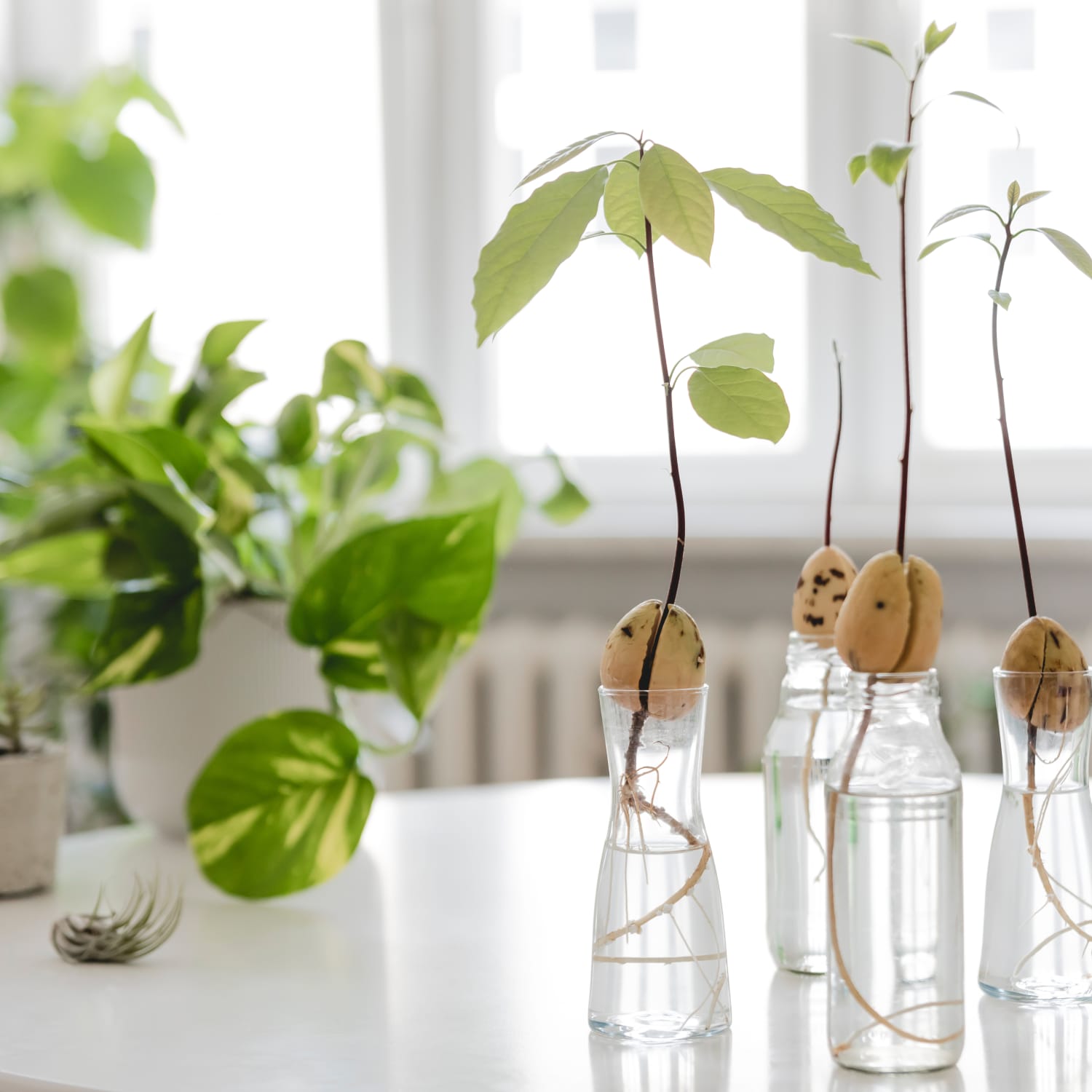 How To Grow Avocado Plants From Pits Apartment Therapy