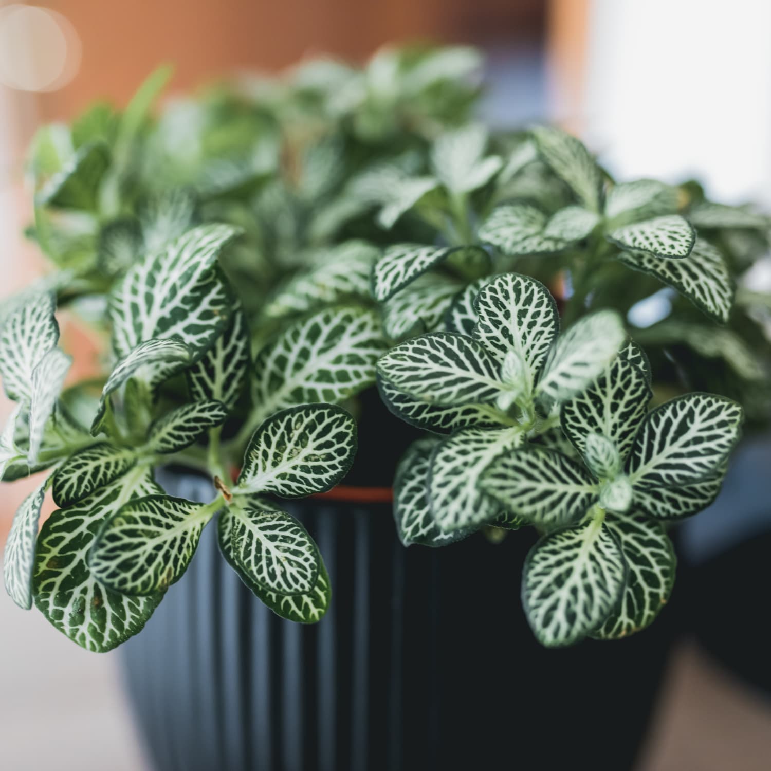 Fittonia Plant Care - How to Grow Nerve Plants | Apartment Therapy