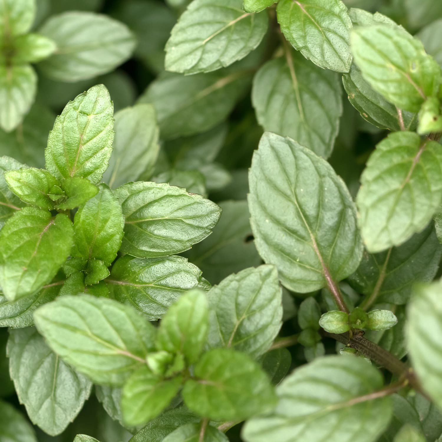 6 Uses for Mint - 6 Fun Mint-Based Household & Beauty Solutions