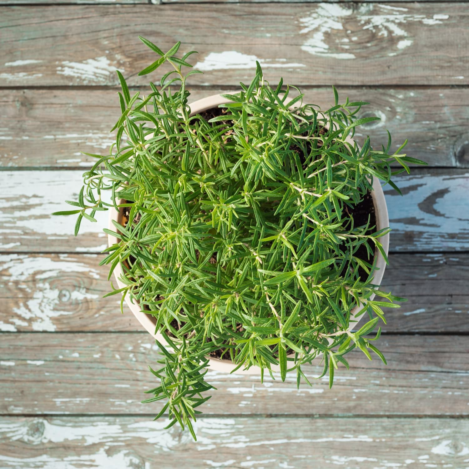 Rosemary Plant Care - How to Grow Rosemary Indoors