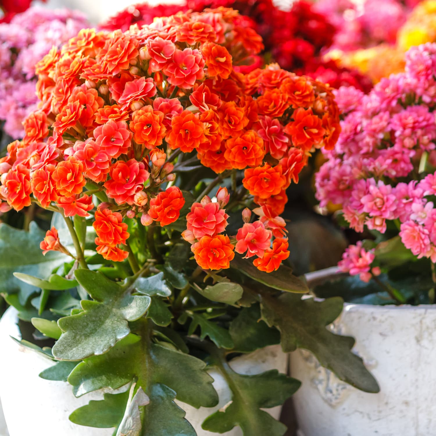 Kalanchoe Plant Care How To Grow Maintain Kalanchoe Succulents