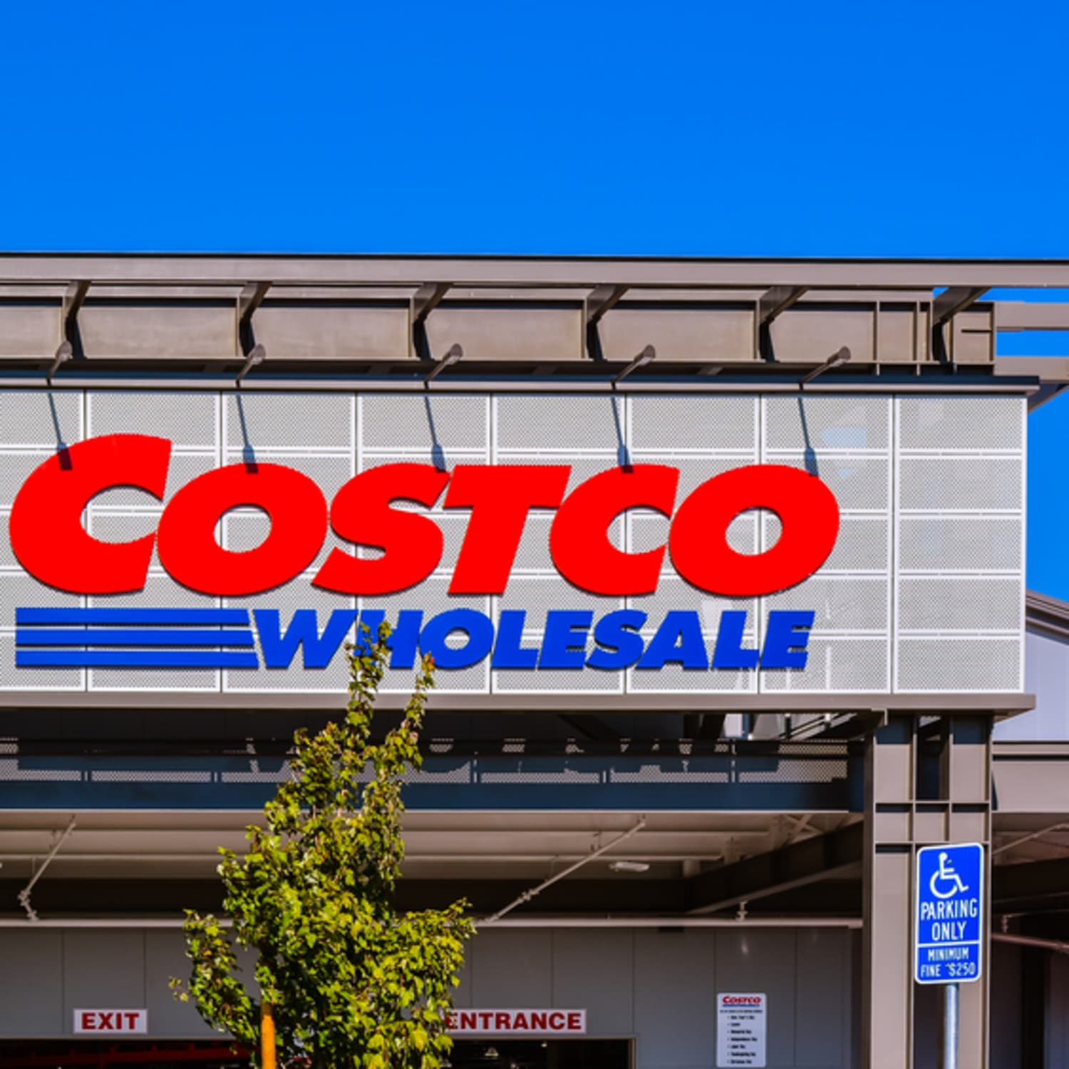 Costco Is Selling Gorgeous Lavender Plants for $16 | Apartment Therapy