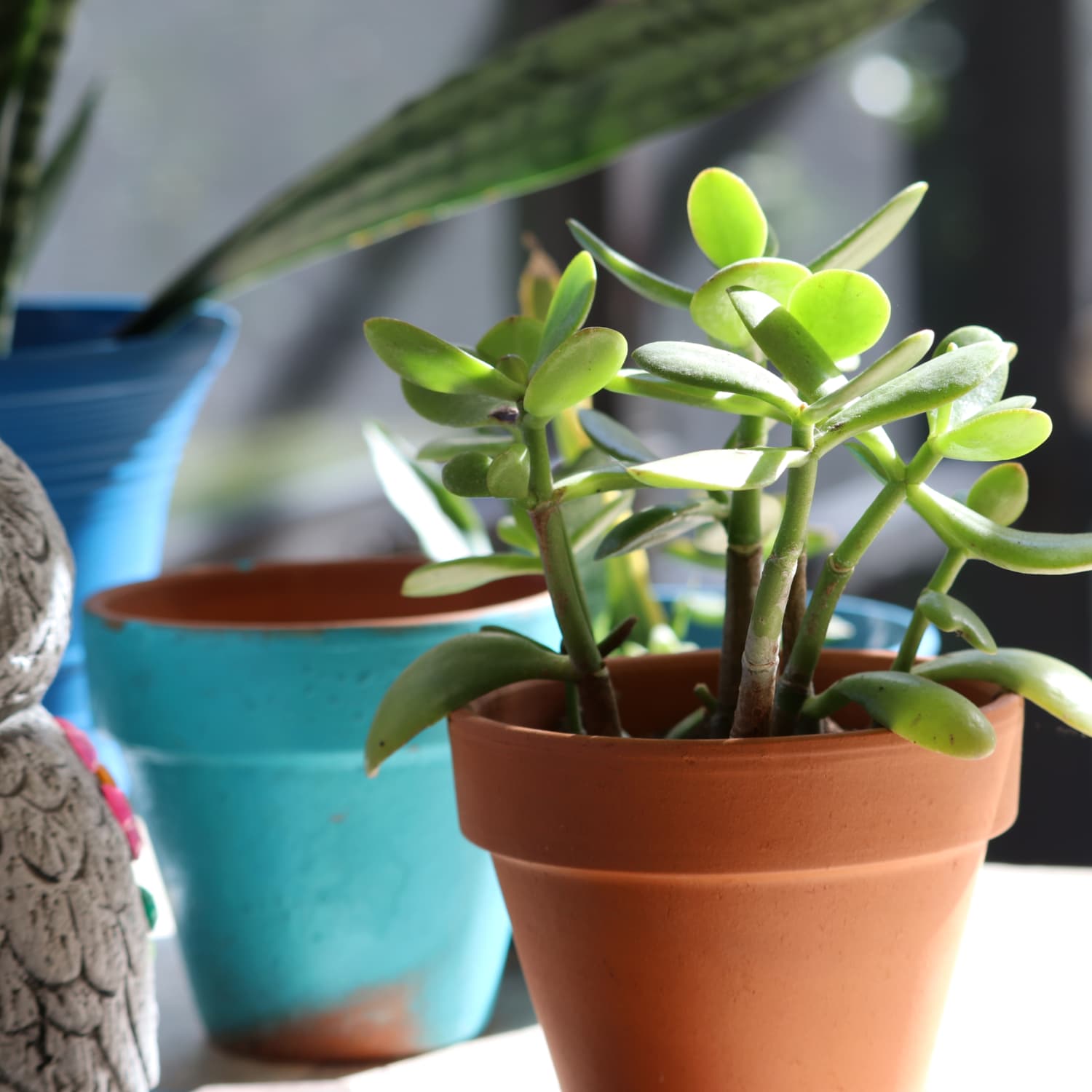 Jade Plant Care: Indoor Sunlight, Water, Soil and Growing Tips