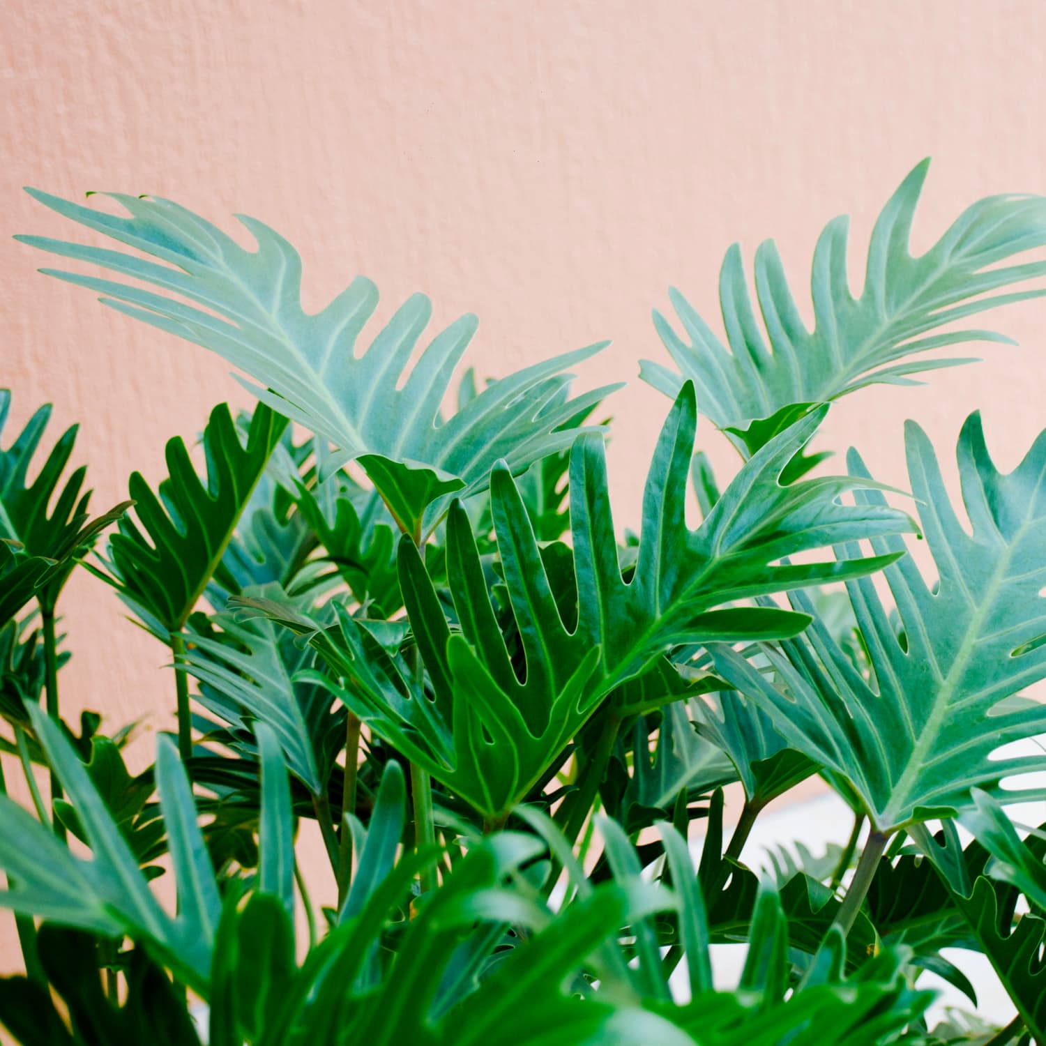 Philodendron Xanadu & More) | Apartment Therapy