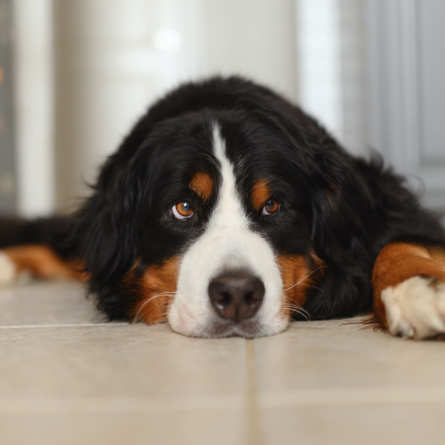 Why My Dogs Love the Coleman Reversible Cooling Mat Apartment Therapy