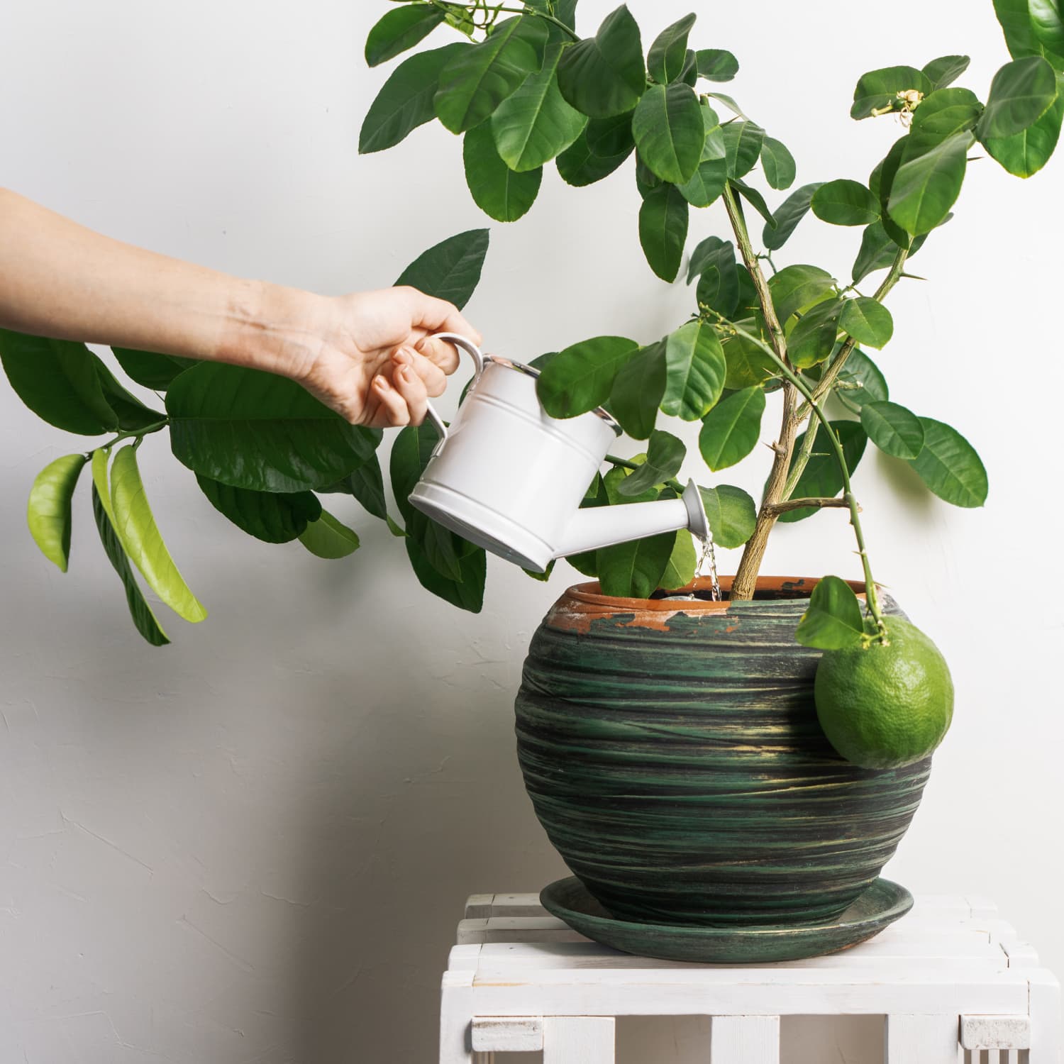 Lime tree top in pot